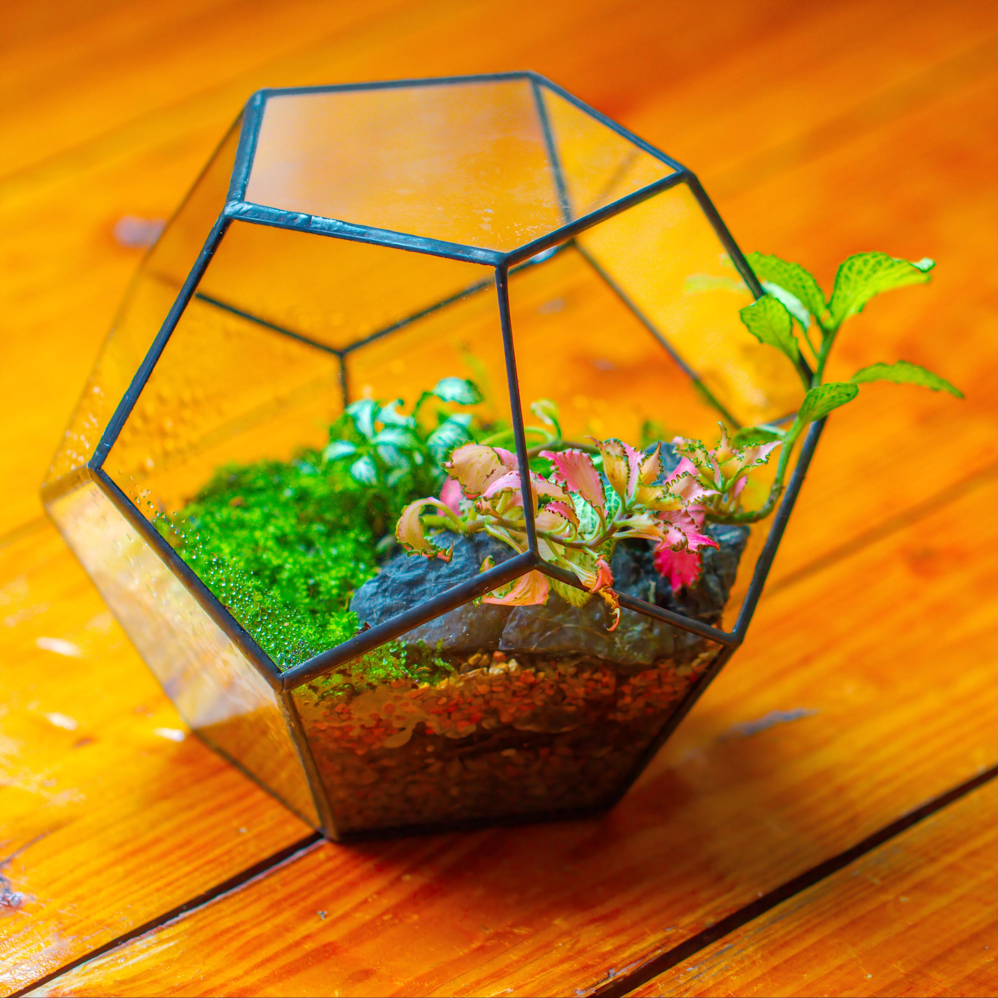 Handmade Silver Black Various Size Pentagon Glass Geometric Terrarium for Succulents Airplants Cacti - NCYPgarden