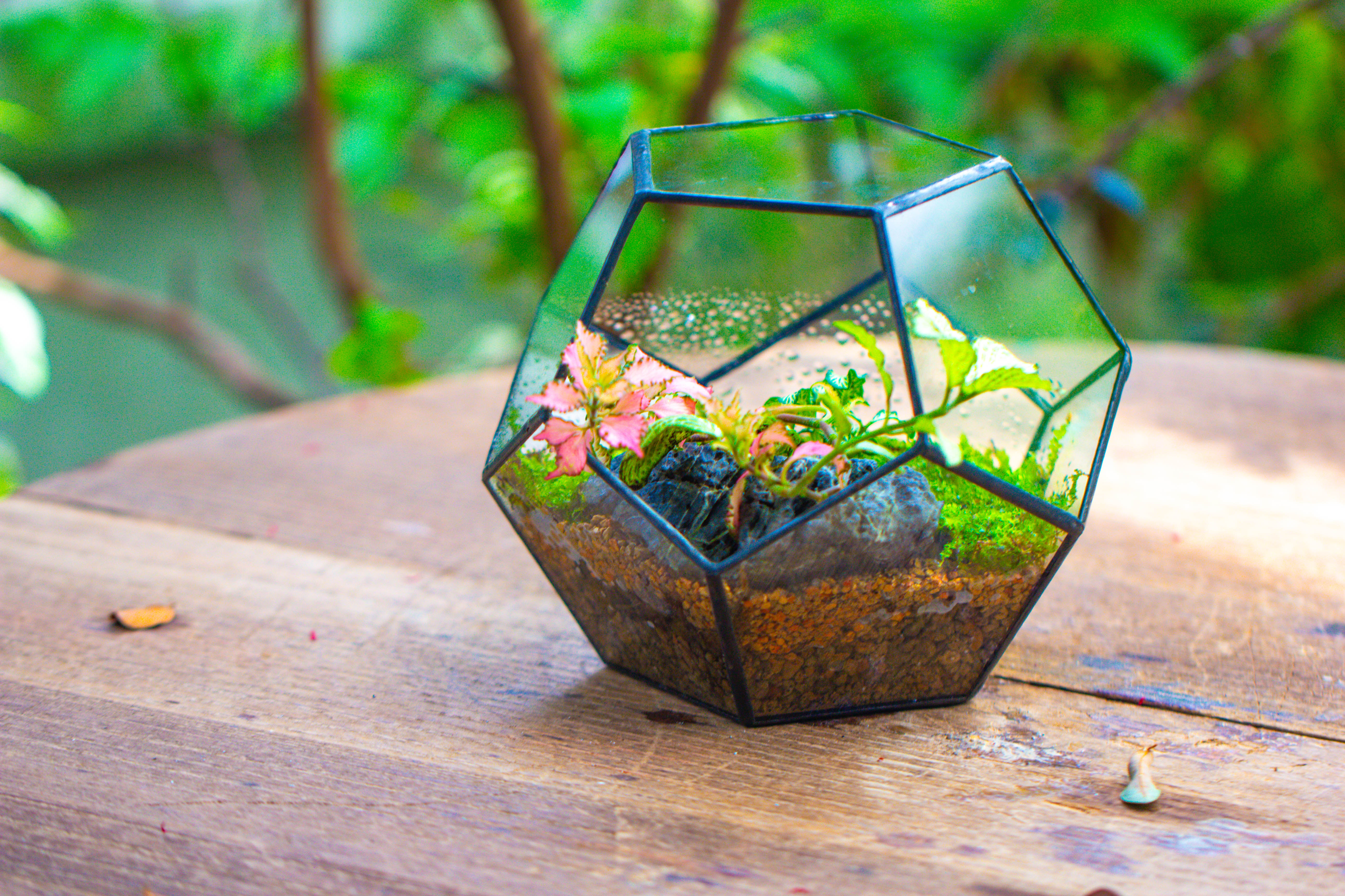 Handmade Silver Black Various Size Pentagon Glass Geometric Terrarium for Succulents Airplants Cacti - NCYPgarden