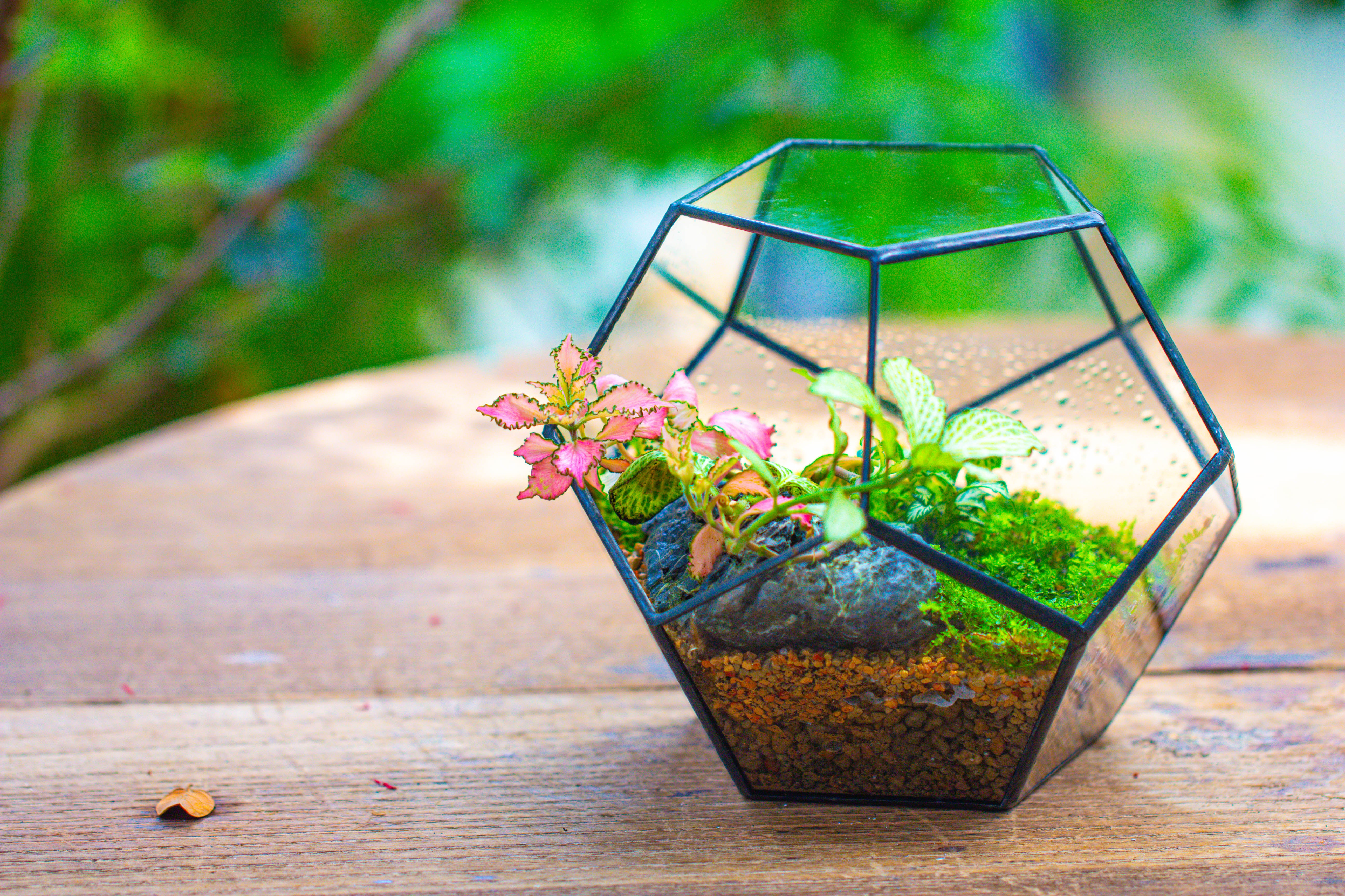 Handmade Silver Black Various Size Pentagon Glass Geometric Terrarium for Succulents Airplants Cacti - NCYPgarden