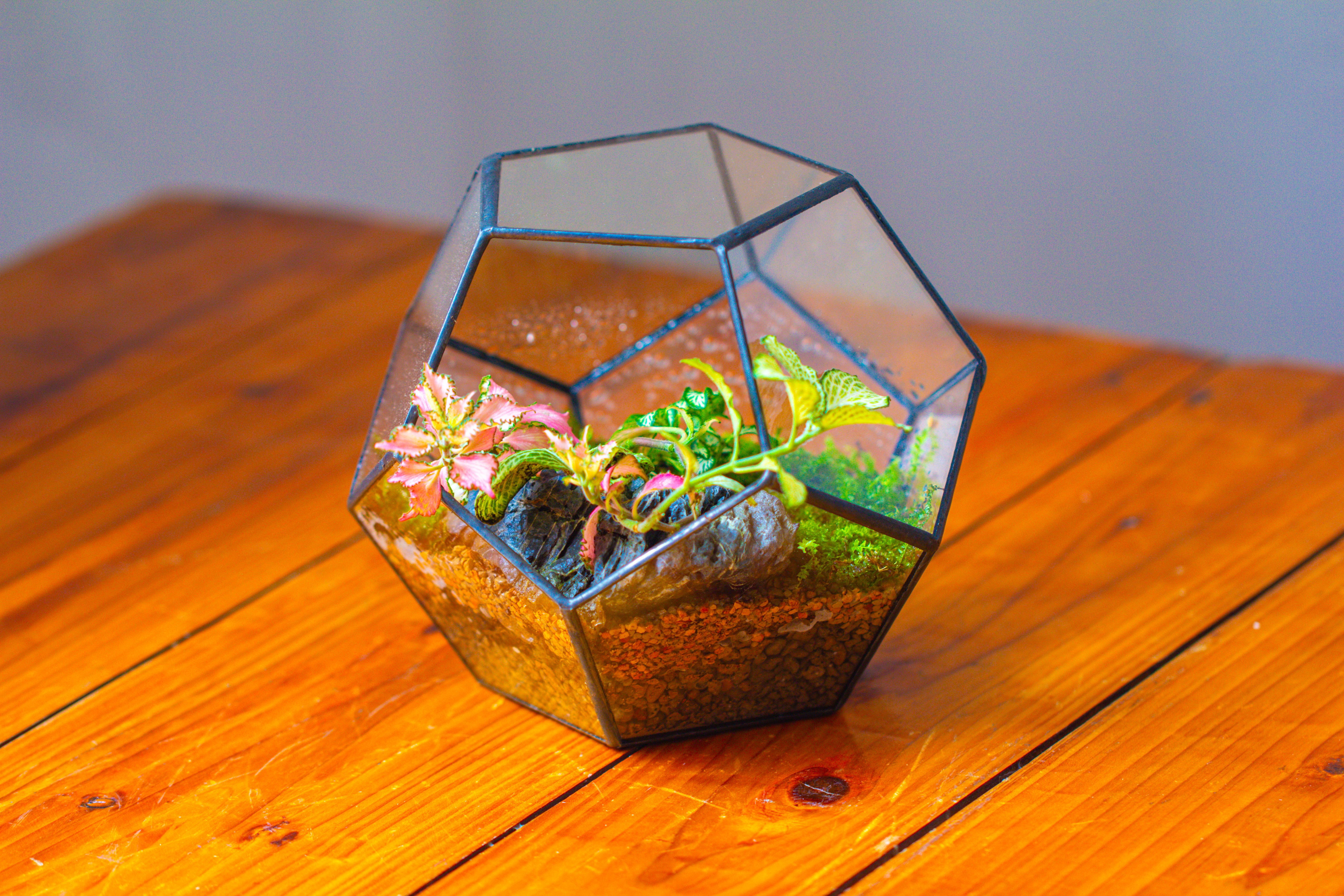 Handmade Silver Black Various Size Pentagon Glass Geometric Terrarium for Succulents Airplants Cacti - NCYPgarden