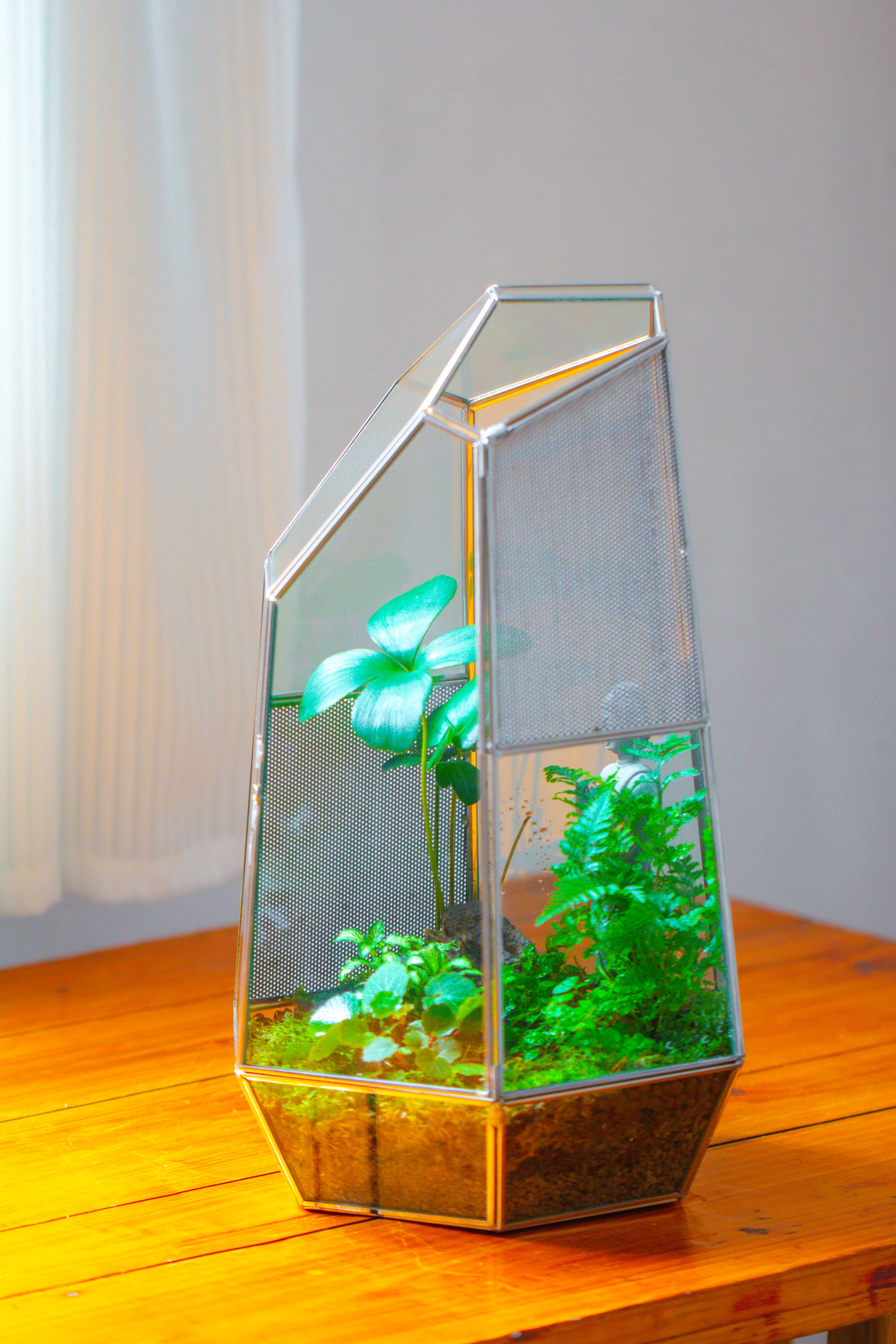 16.1" Large Irregular Geometric Glass Terrarium, Close,  vented Silver, for tropical plants, and large insects - NCYPgarden