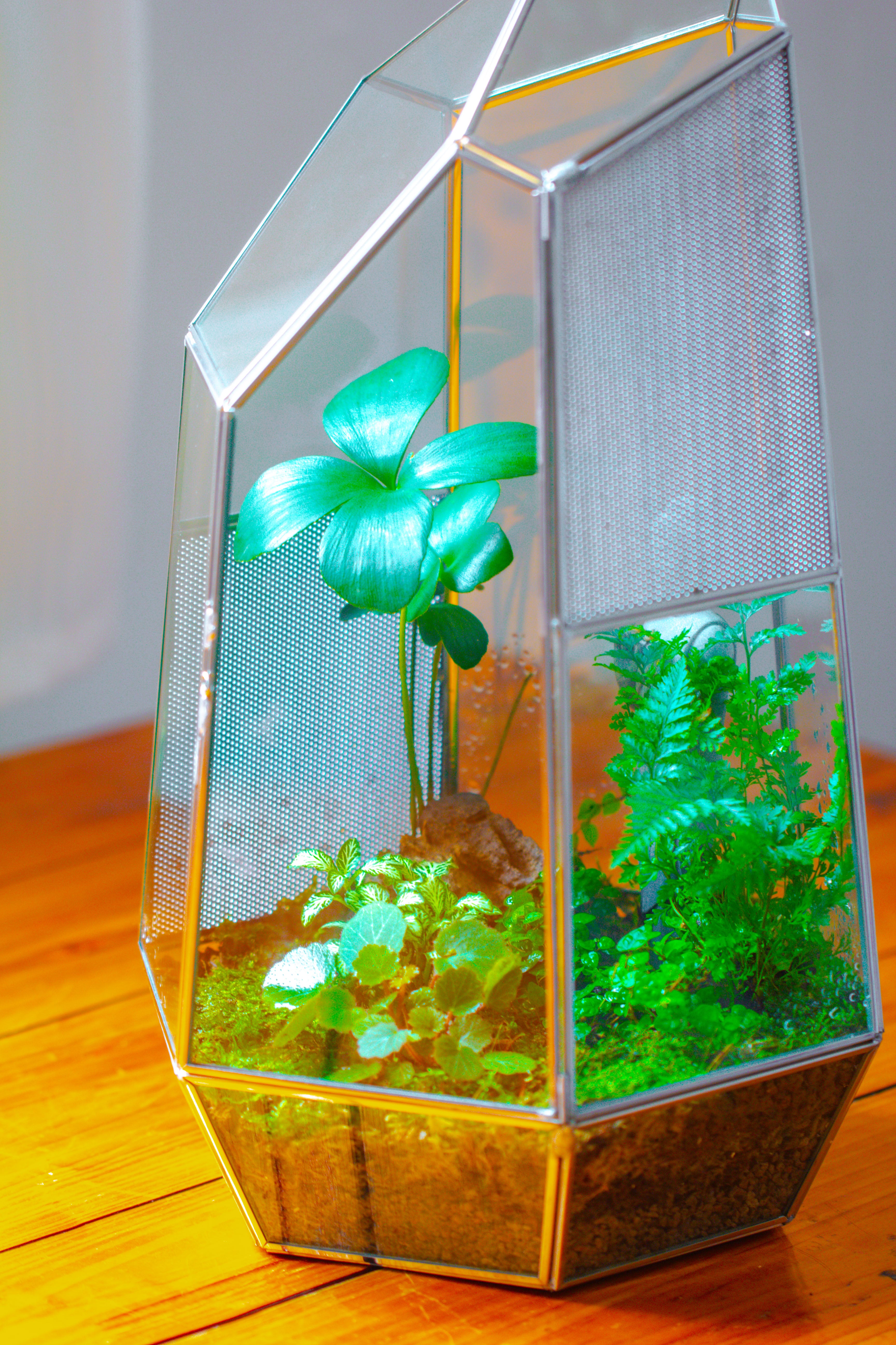 16.1" Large Irregular Geometric Glass Terrarium, Close,  vented Silver, for tropical plants, and large insects - NCYPgarden