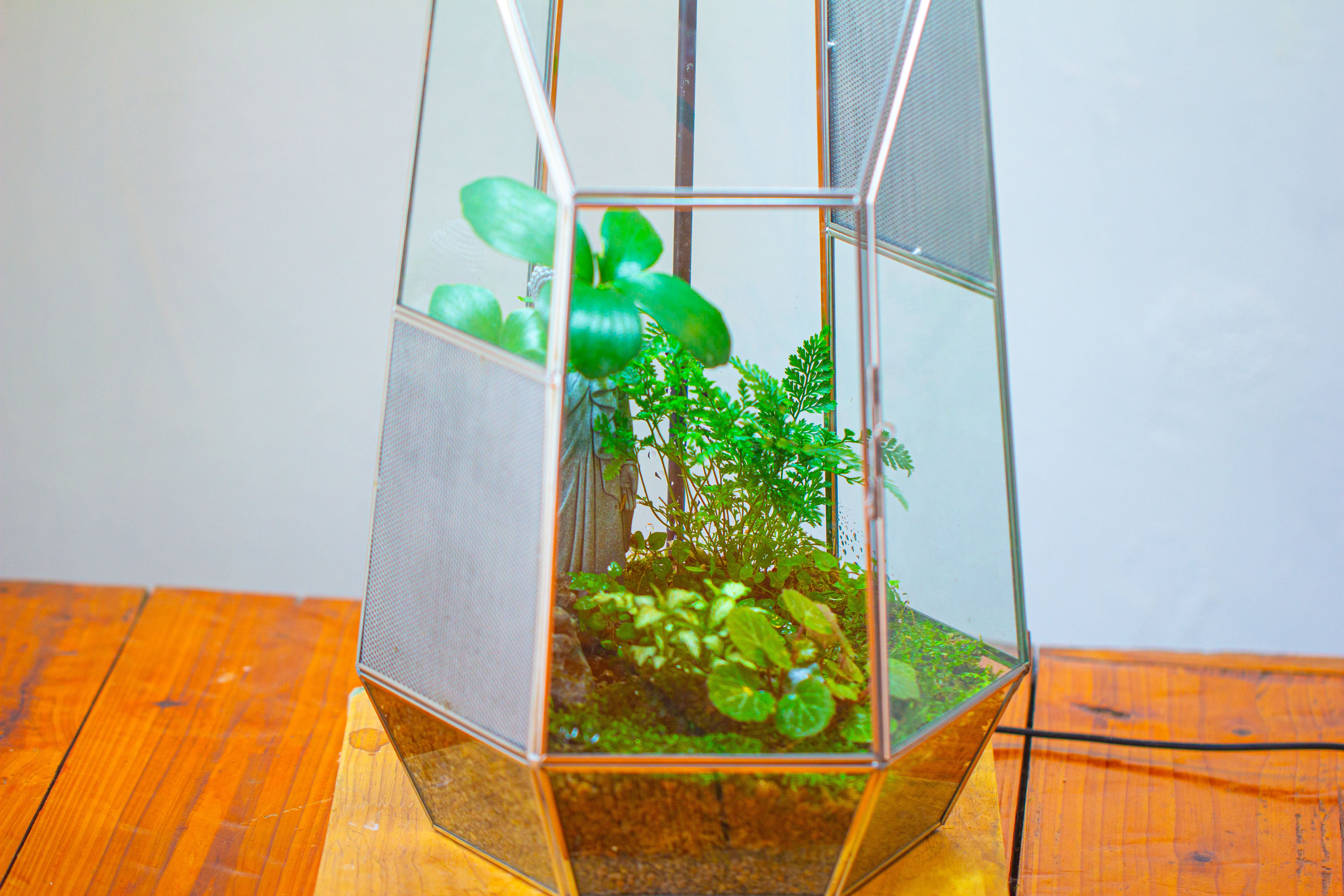 16.1" Large Irregular Geometric Glass Terrarium, Close,  vented Silver, for tropical plants, and large insects - NCYPgarden