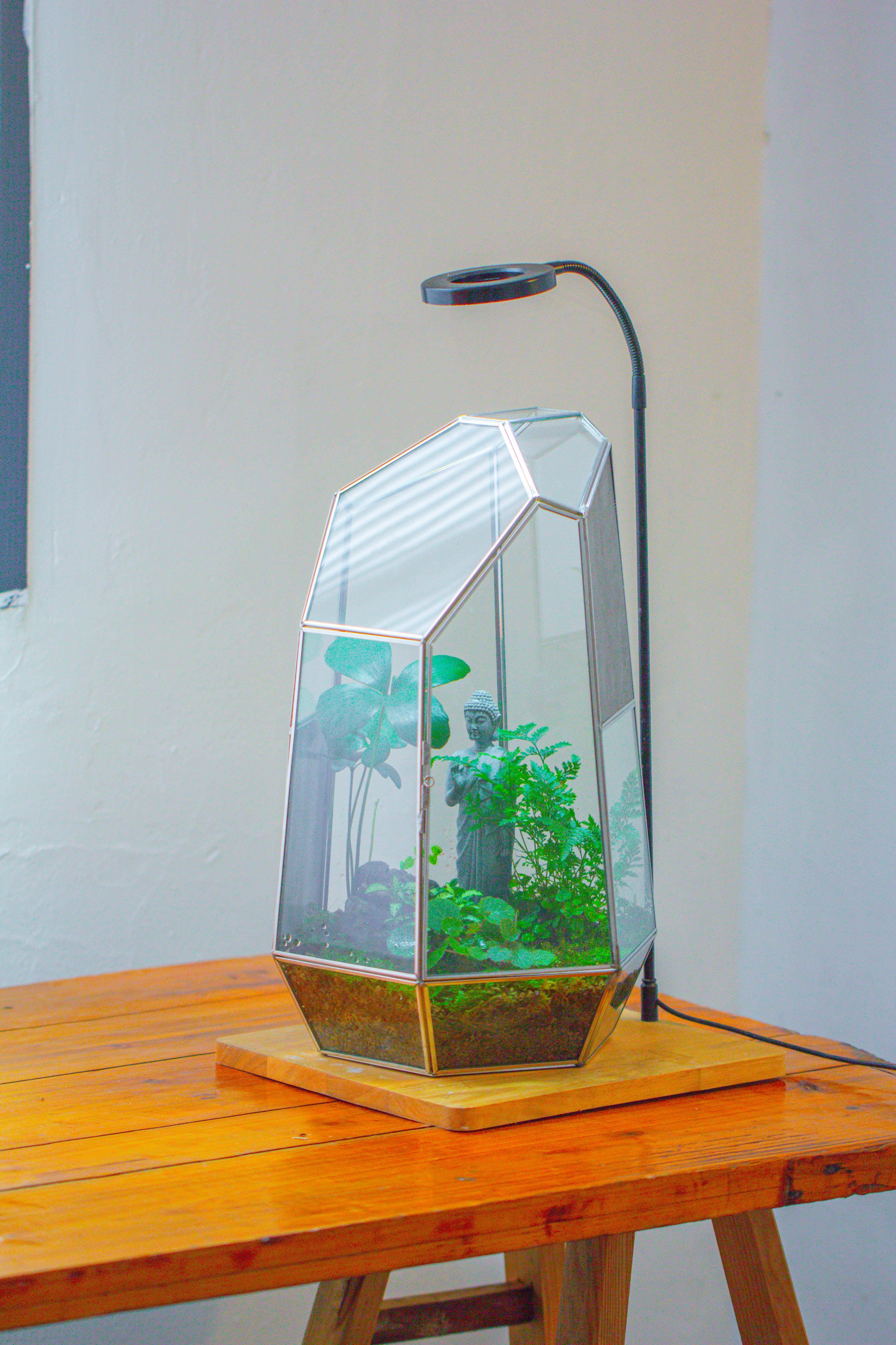 16.1" Large Irregular Geometric Glass Terrarium, Close,  vented Silver, for tropical plants, and large insects - NCYPgarden