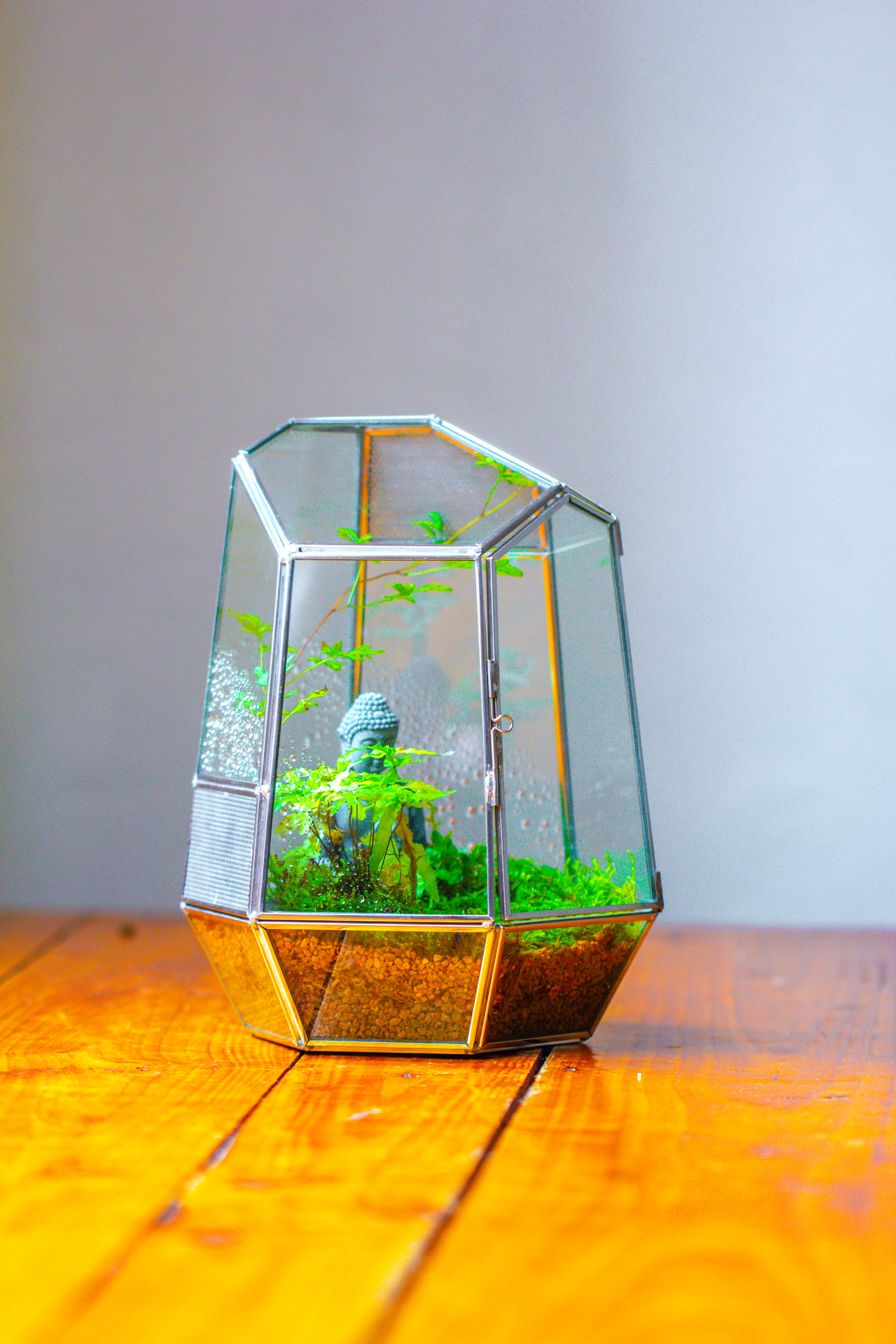 Silver 9.8" Irregular Geometric Glass Terrarium, Close, well vented, for tropical plants, and insects - NCYPgarden