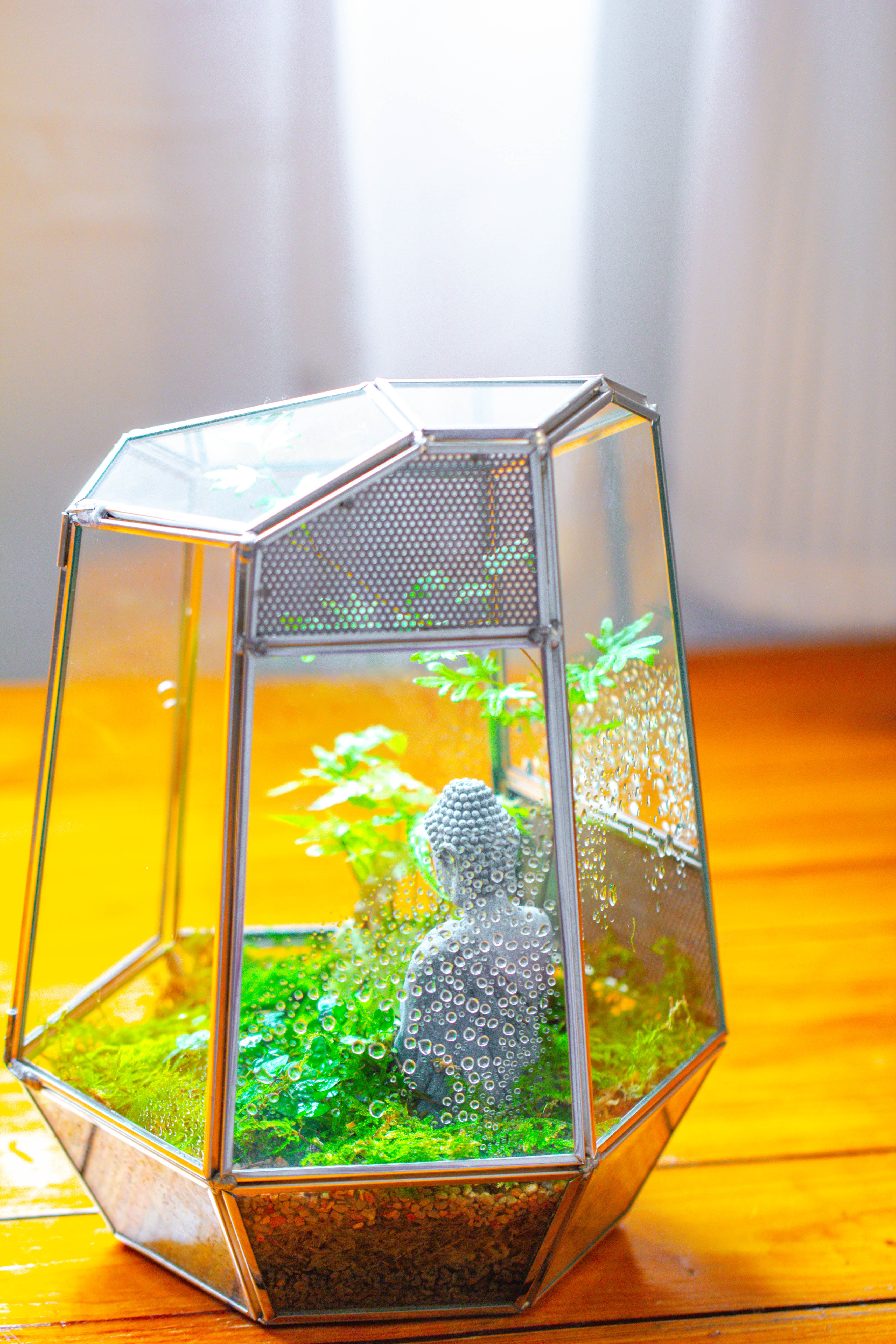 Silver 9.8" Irregular Geometric Glass Terrarium, Close, well vented, for tropical plants, and insects - NCYPgarden