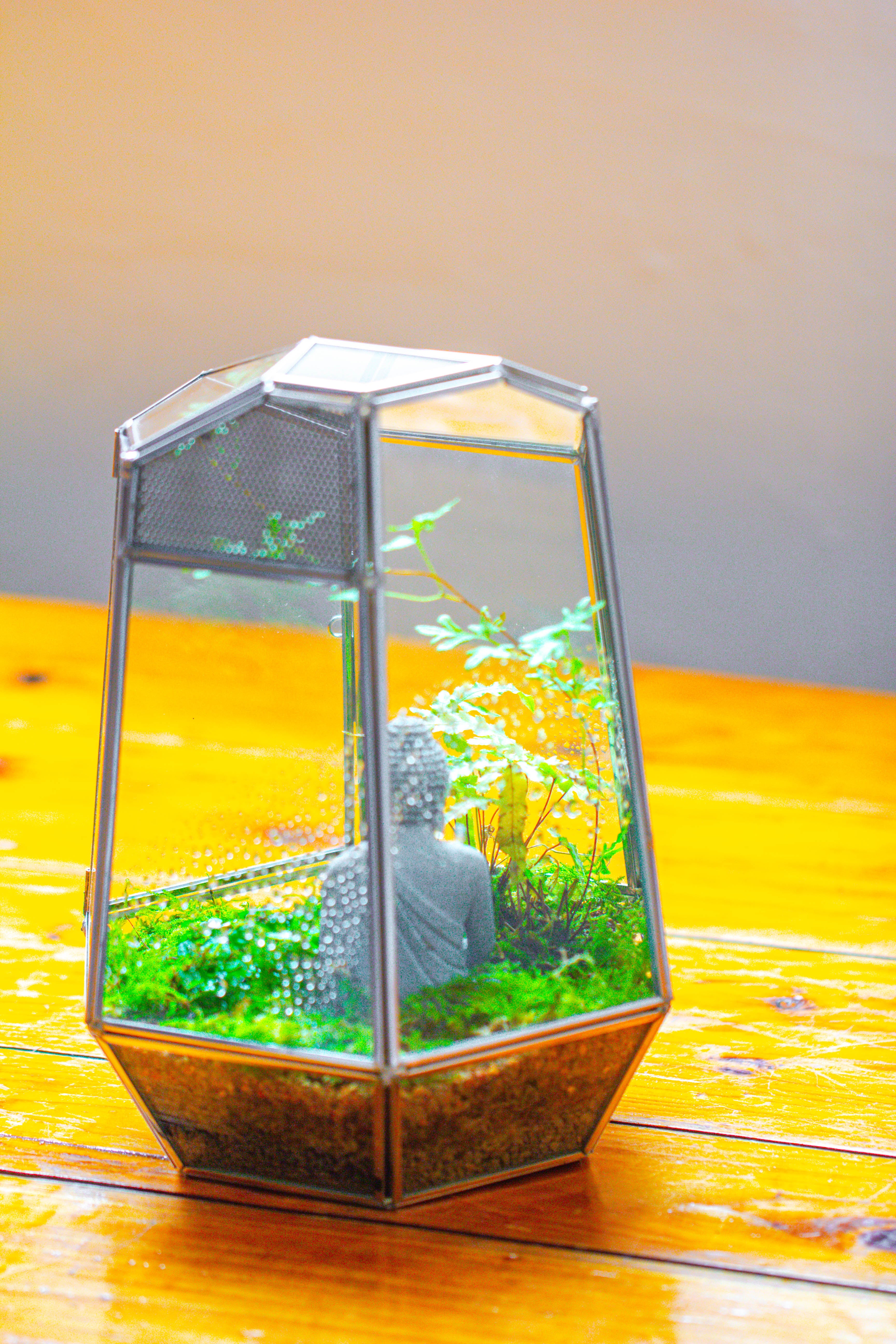 Silver 9.8" Irregular Geometric Glass Terrarium, Close, well vented, for tropical plants, and insects - NCYPgarden