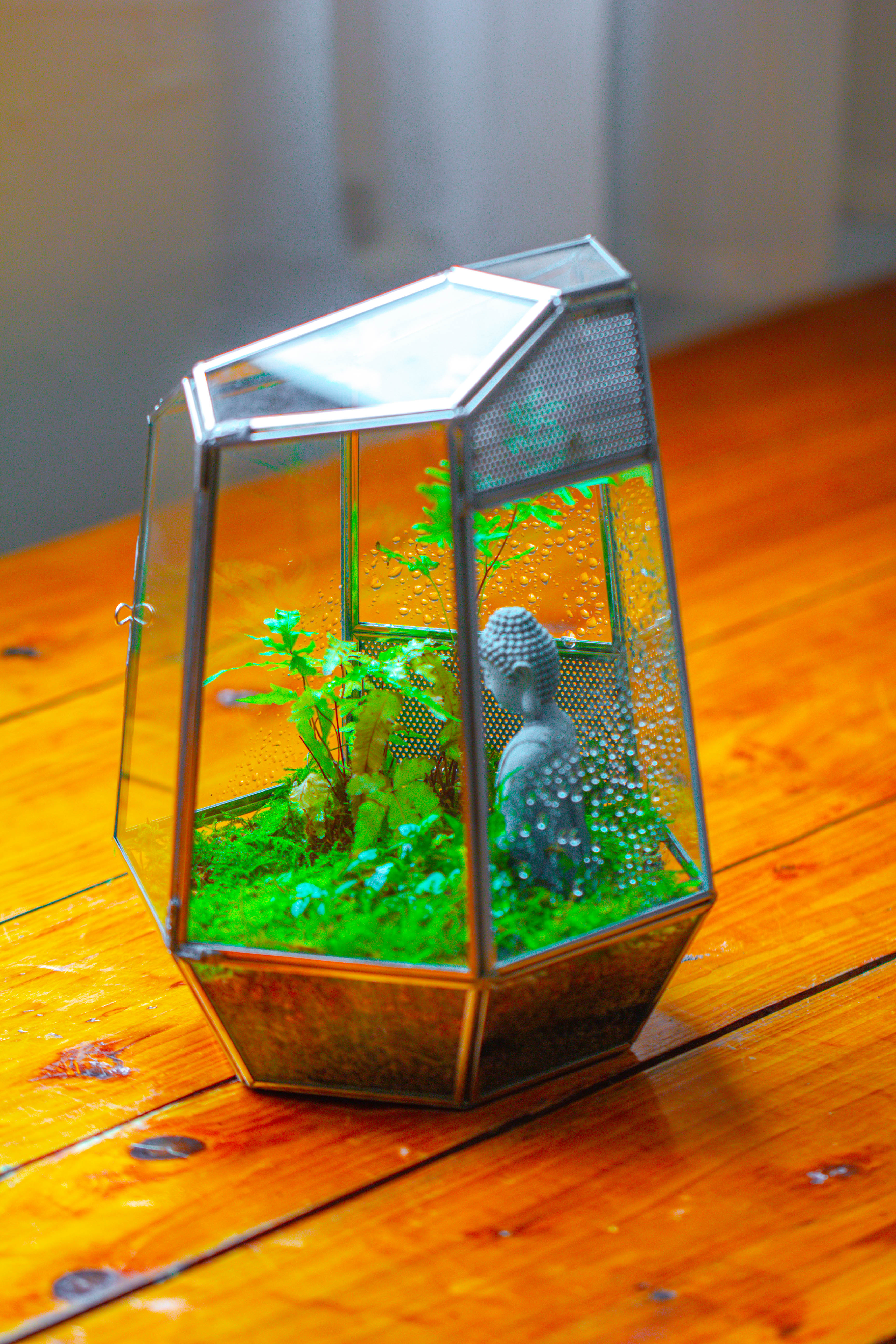 Silver 9.8" Irregular Geometric Glass Terrarium, Close, well vented, for tropical plants, and insects - NCYPgarden