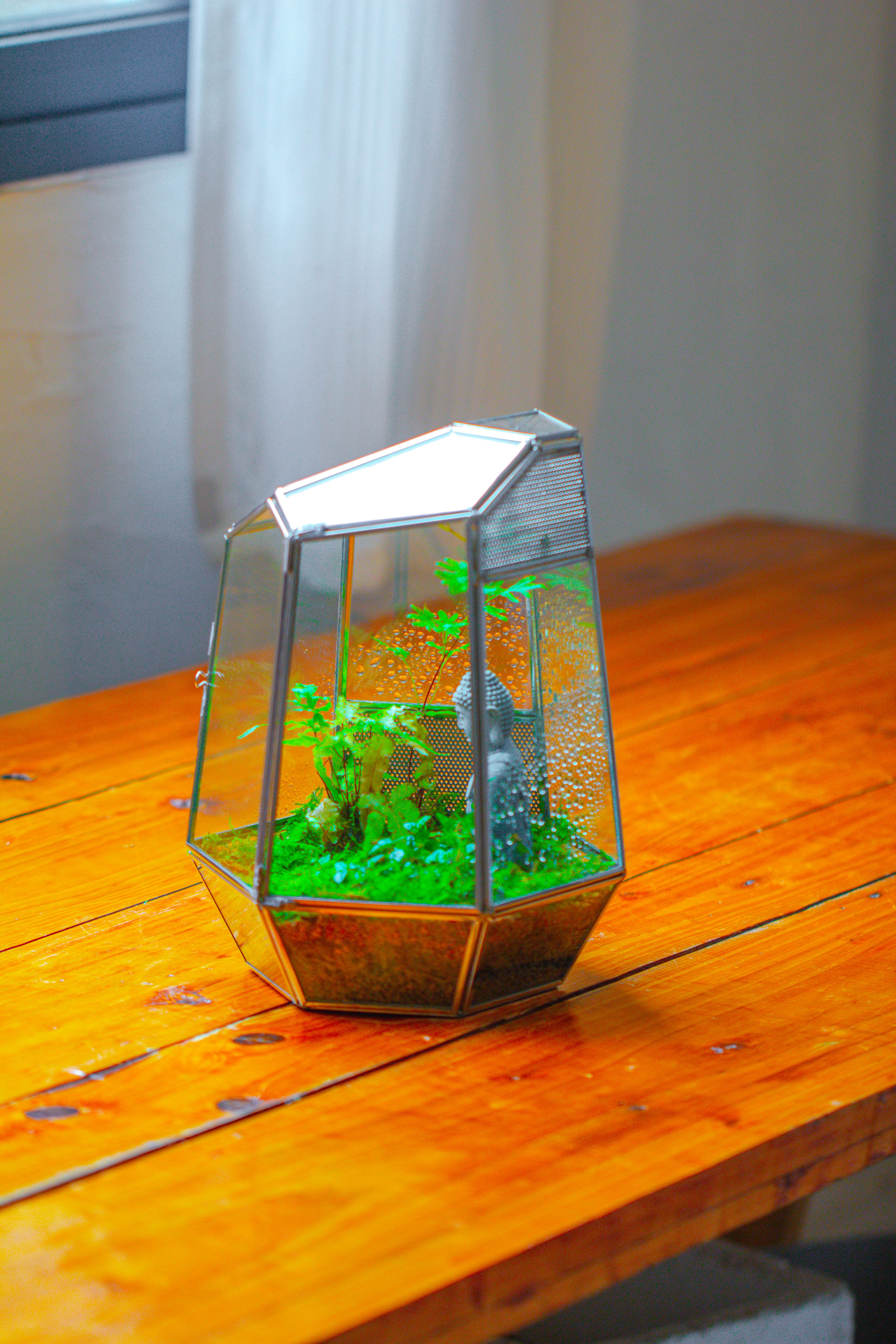 Silver 9.8" Irregular Geometric Glass Terrarium, Close, well vented, for tropical plants, and insects - NCYPgarden