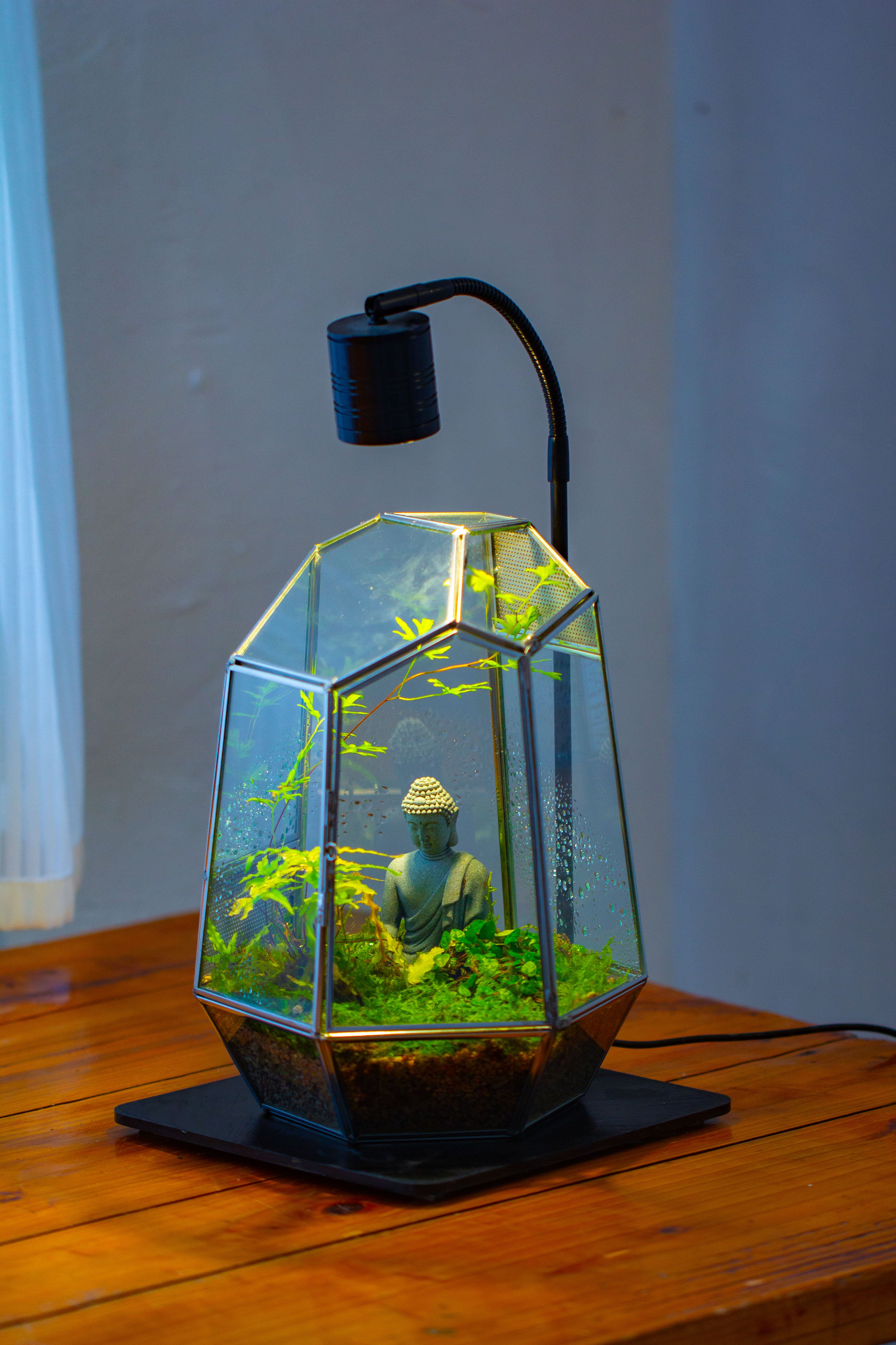 Silver 9.8" Irregular Geometric Glass Terrarium, Close, well vented, for tropical plants, and insects - NCYPgarden