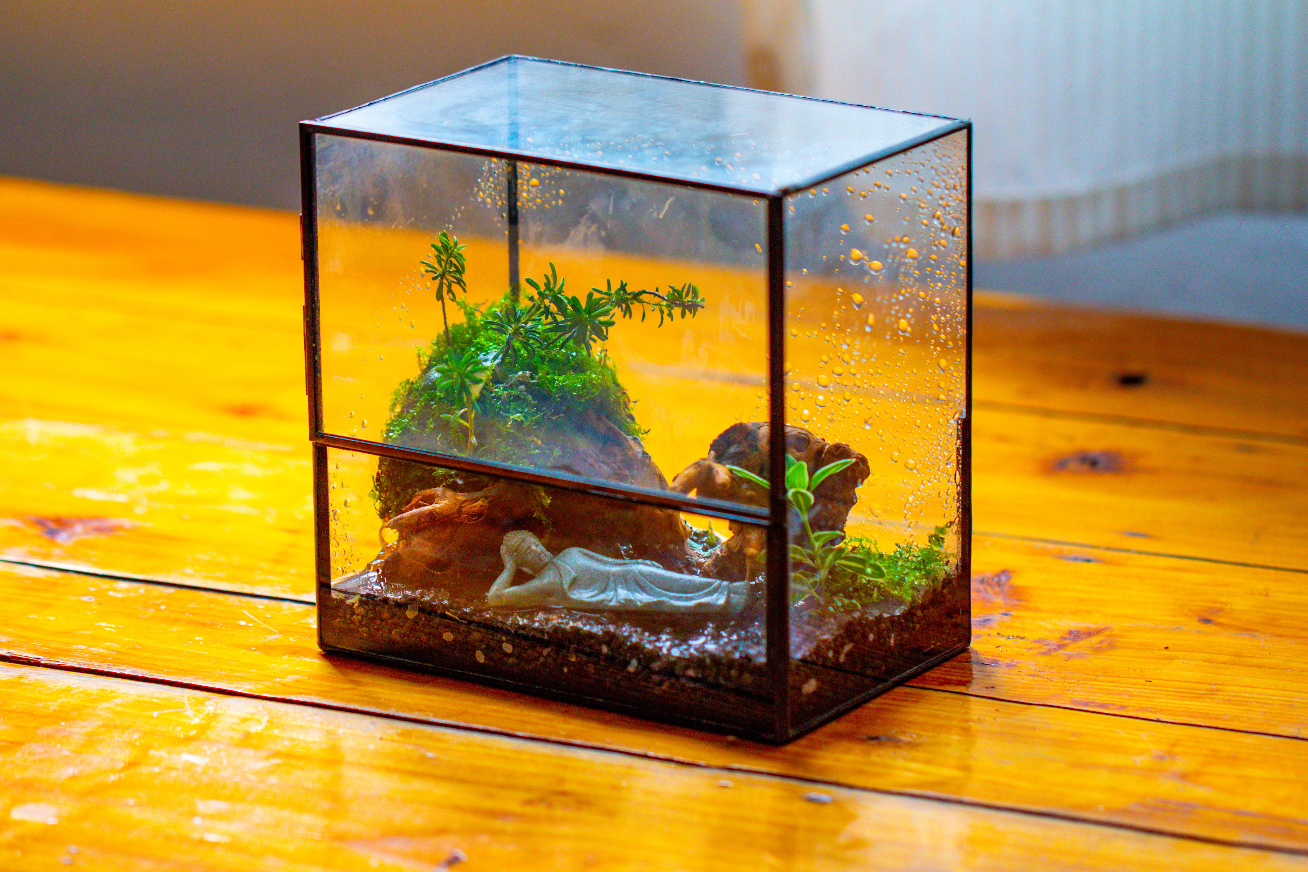 Handmade 7x7 Inches Watertight Glass Terrarium with Door, for moss - NCYPgarden