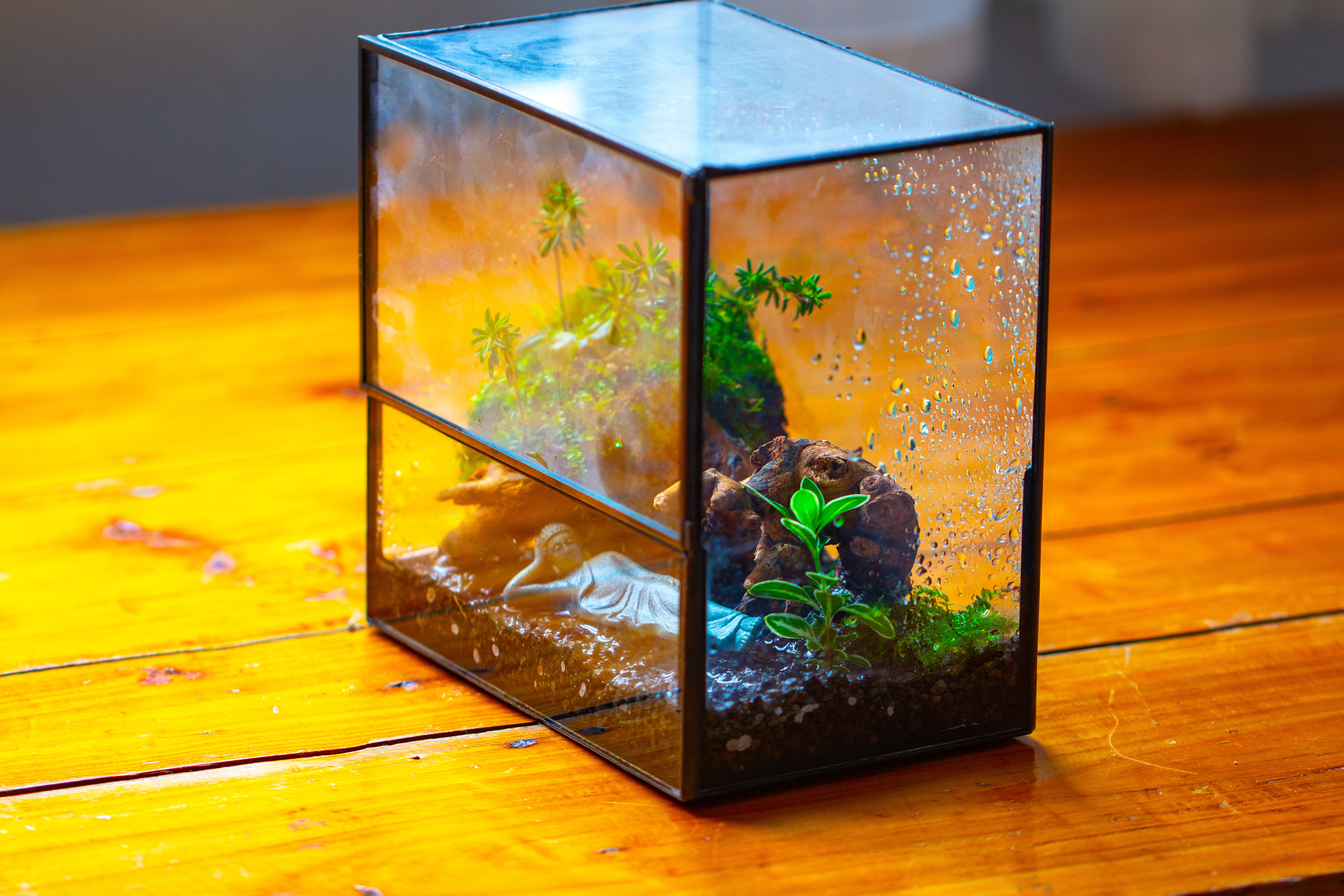 Handmade 7x7 Inches Watertight Glass Terrarium with Door, for moss - NCYPgarden