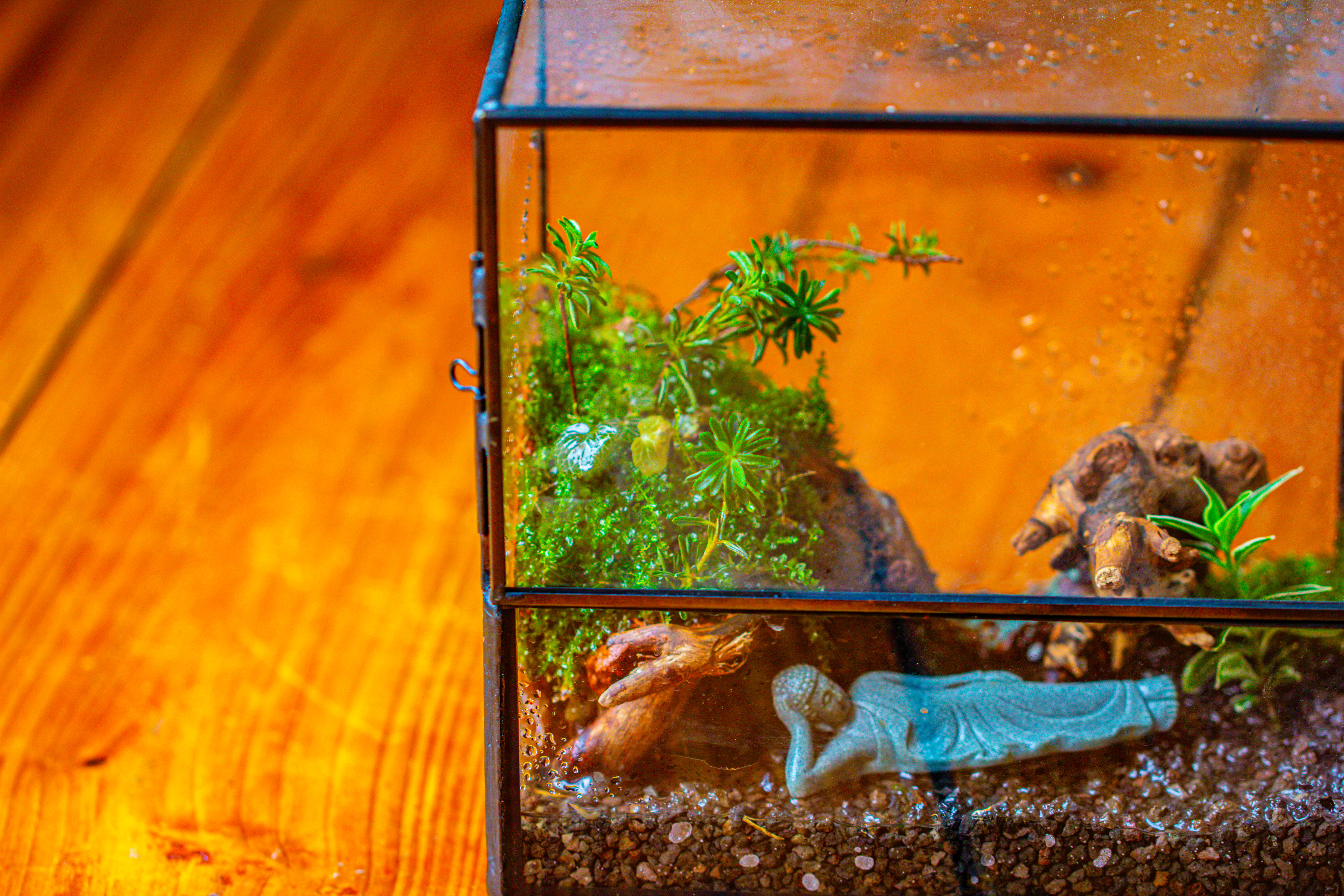 Handmade 7x7 Inches Watertight Glass Terrarium with Door, for moss - NCYPgarden