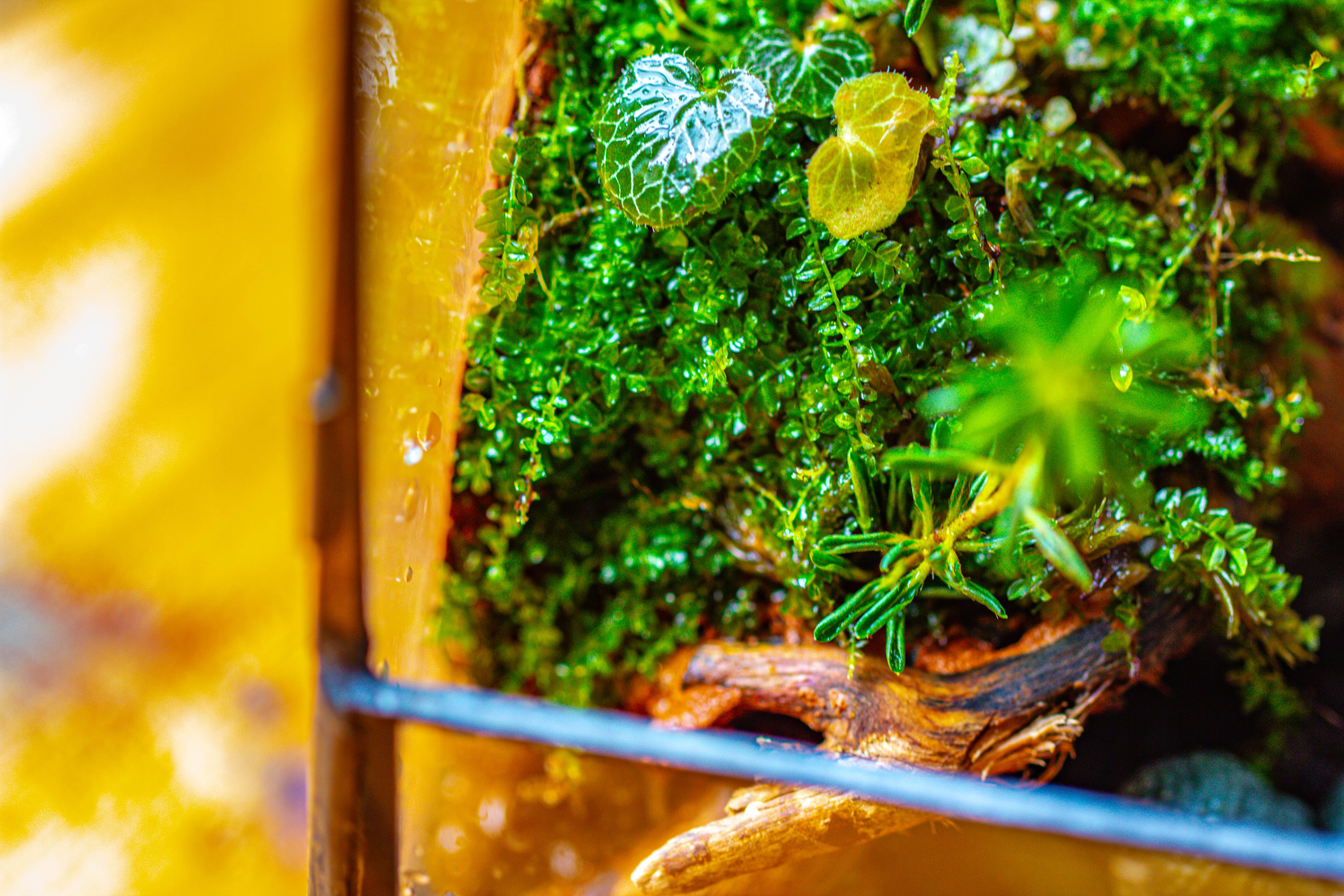 Handmade 7x7 Inches Watertight Glass Terrarium with Door, for moss - NCYPgarden