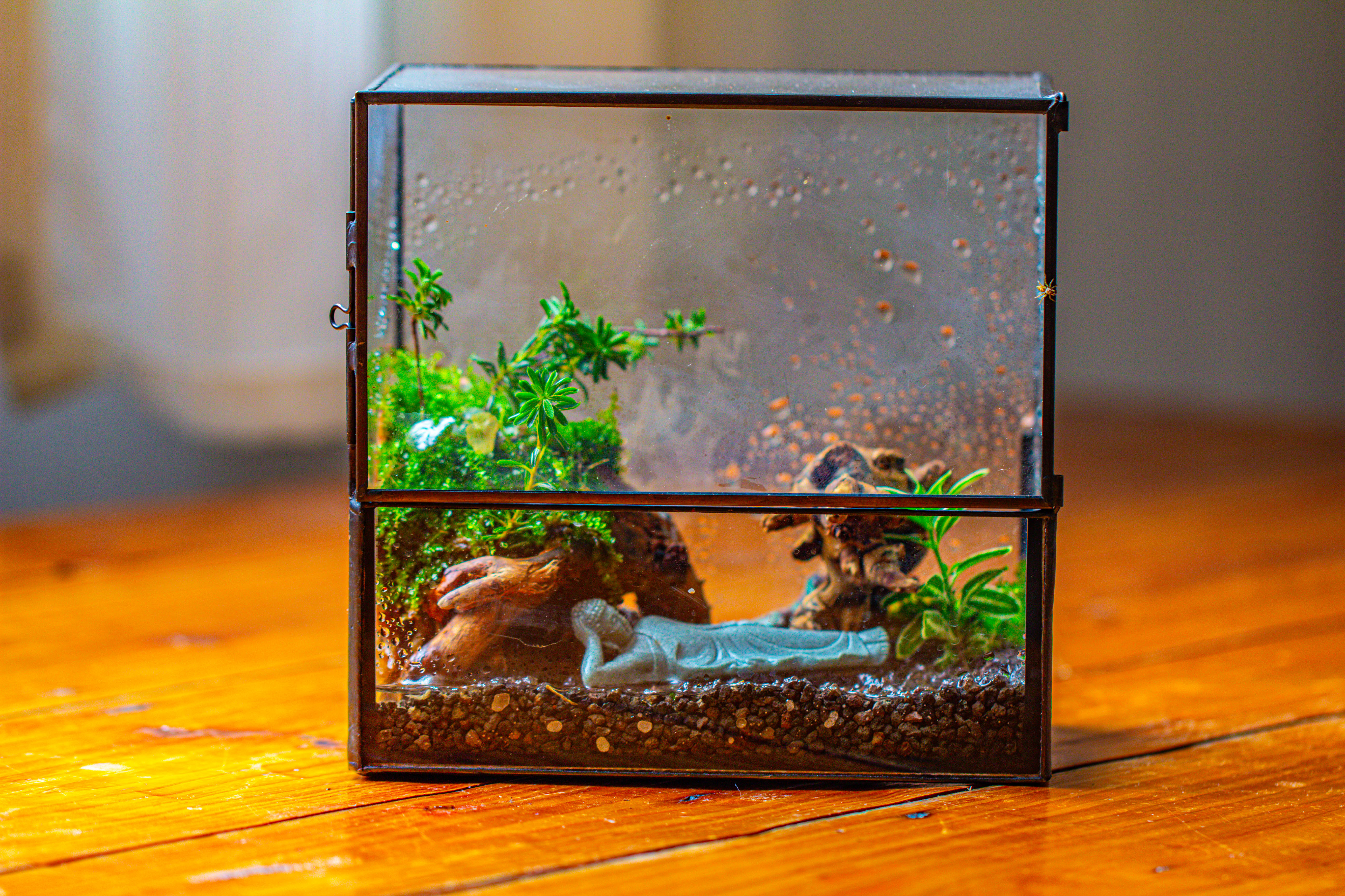 Handmade 7x7 Inches Watertight Glass Terrarium with Door, for moss - NCYPgarden