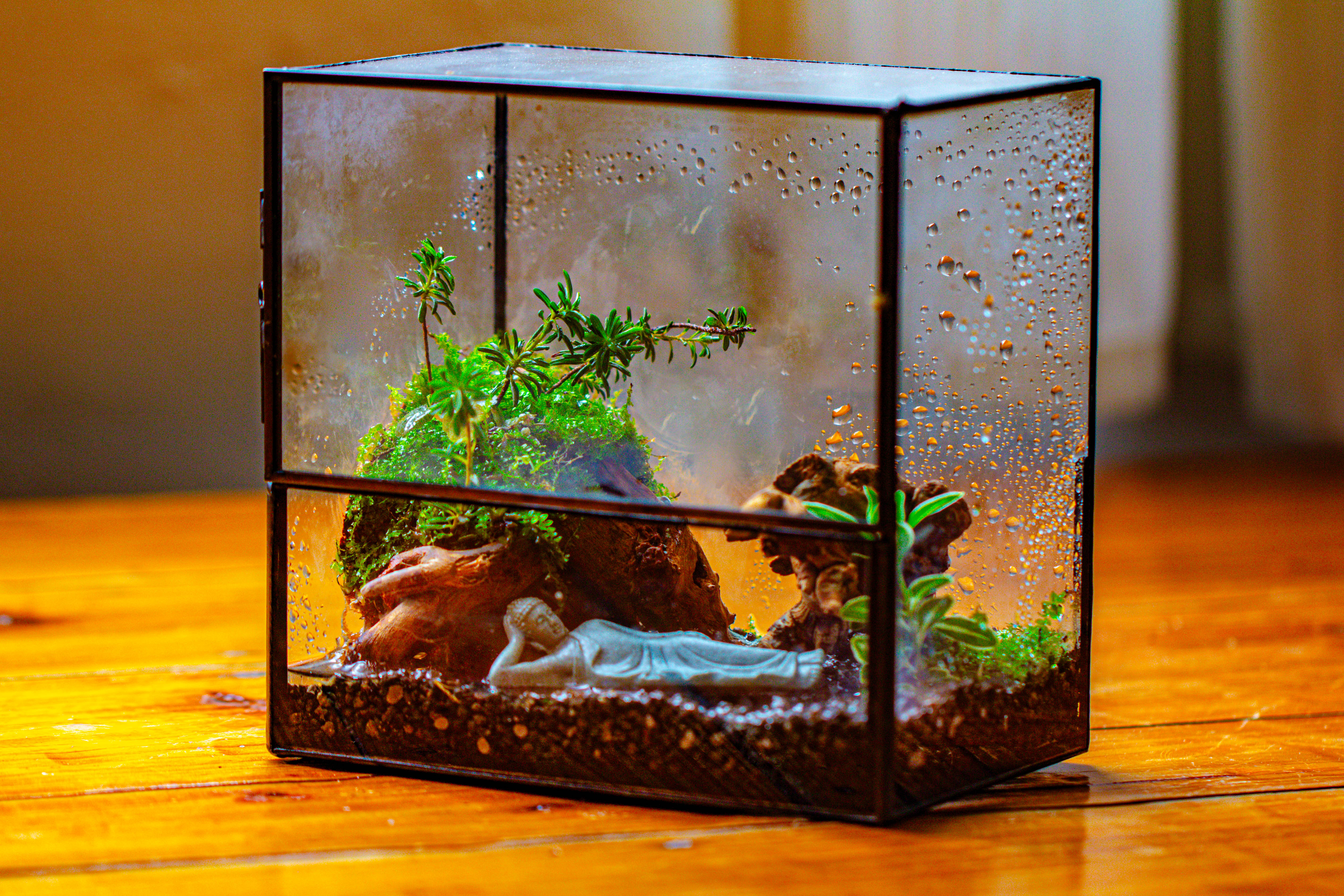 Handmade 7x7 Inches Watertight Glass Terrarium with Door, for moss - NCYPgarden