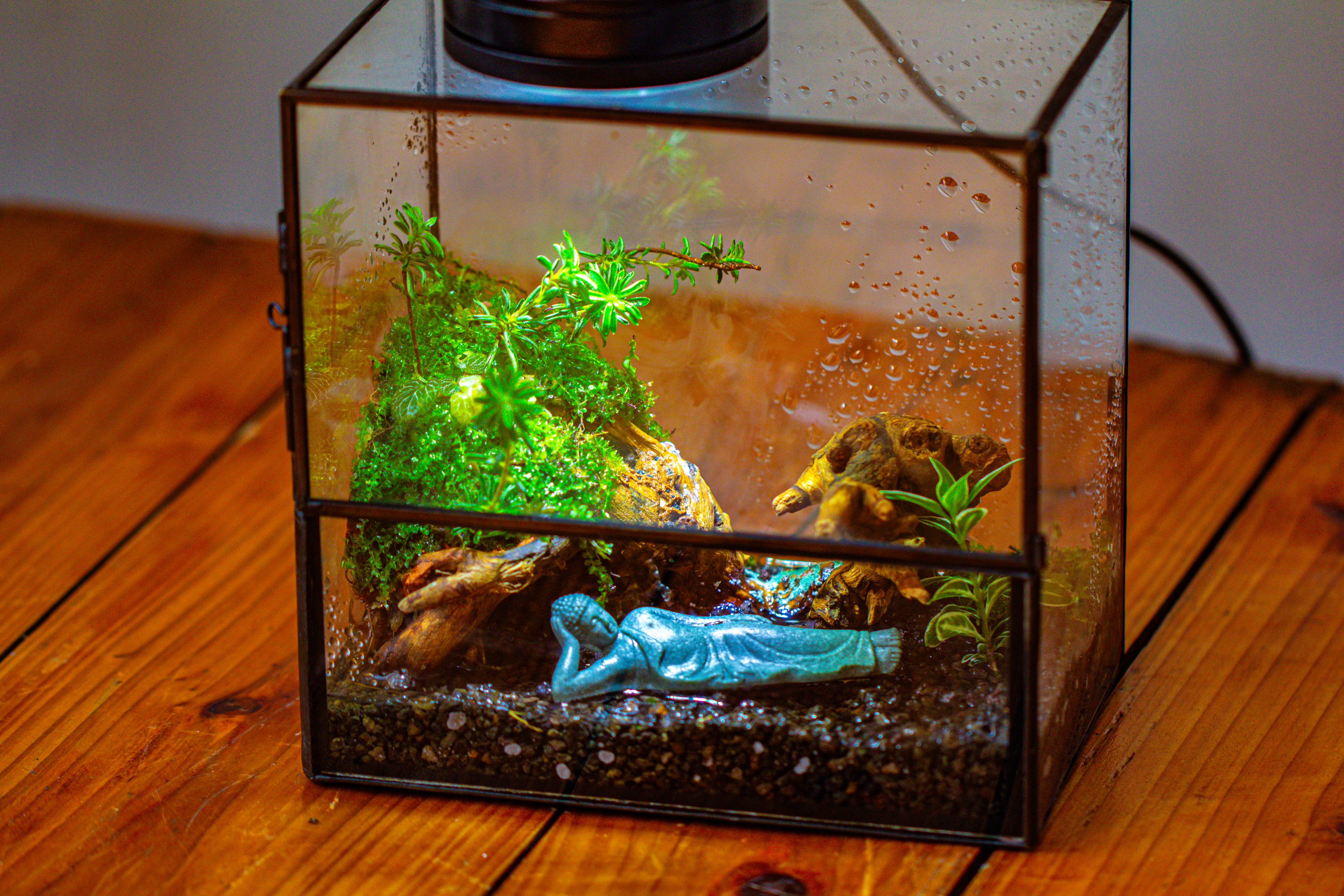 Handmade 7x7 Inches Watertight Glass Terrarium with Door, for moss - NCYPgarden
