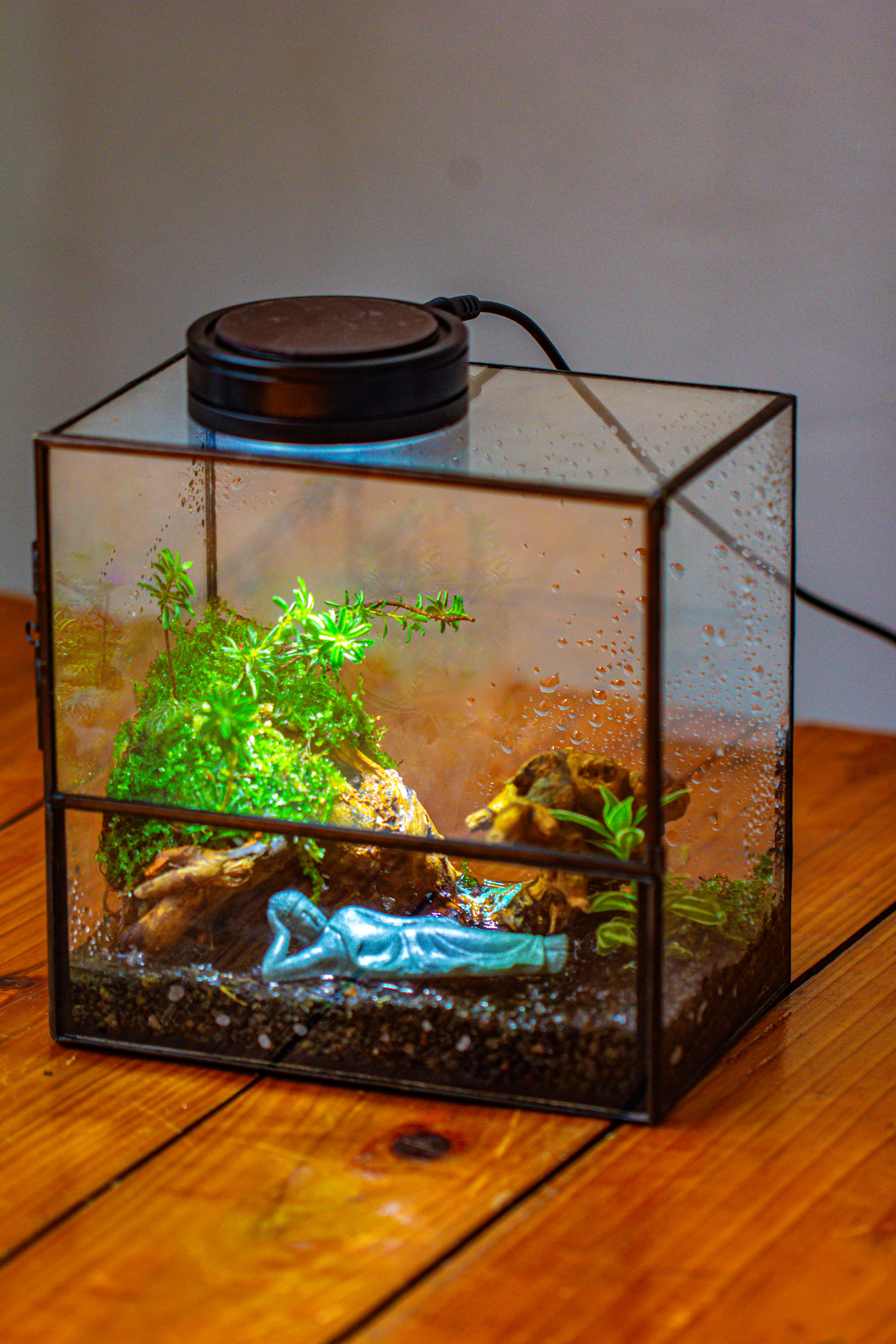 Handmade 7x7 Inches Watertight Glass Terrarium with Door, for moss - NCYPgarden