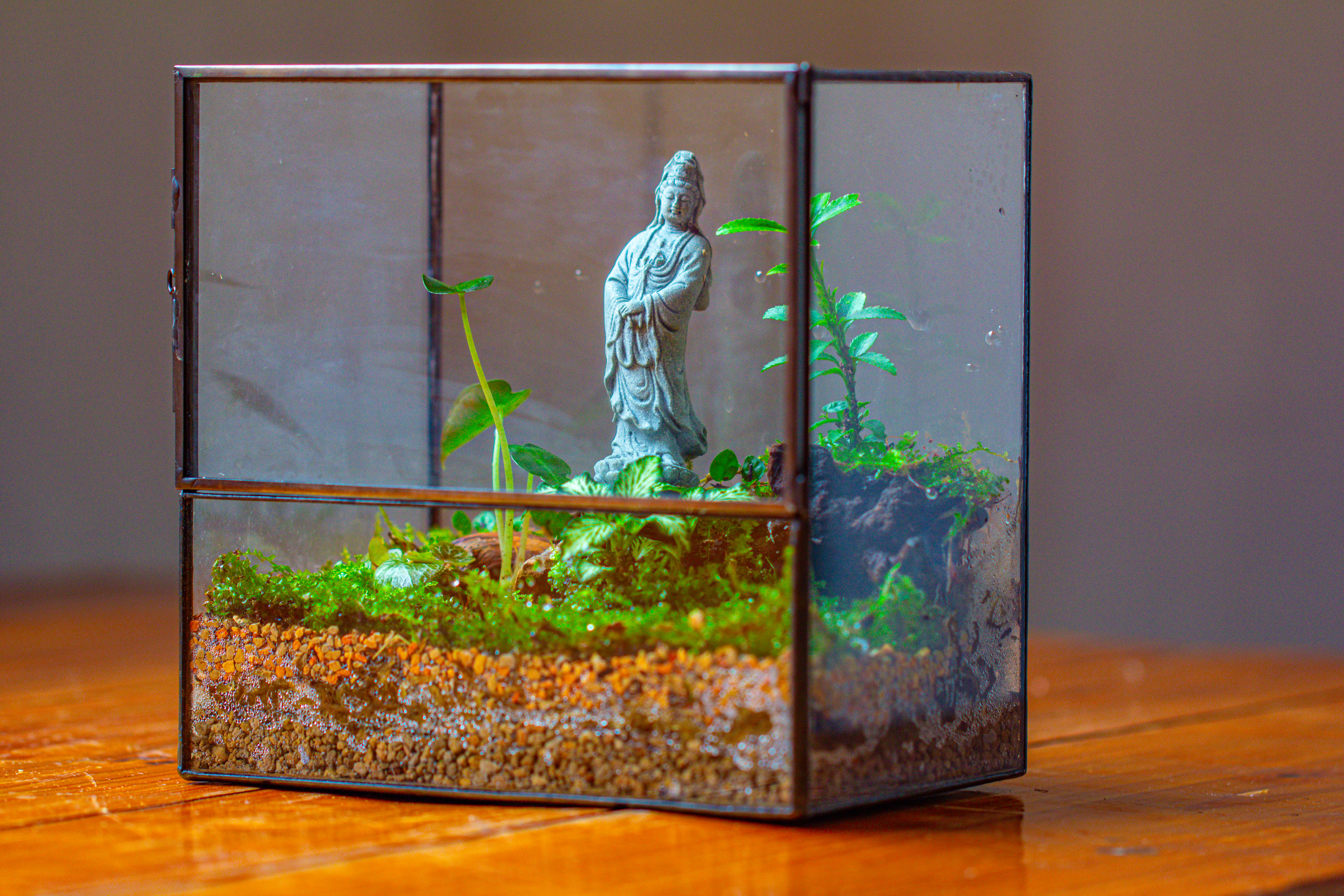 7x7 Inches  Glass Terrarium with Side Door, for moss - NCYPgarden