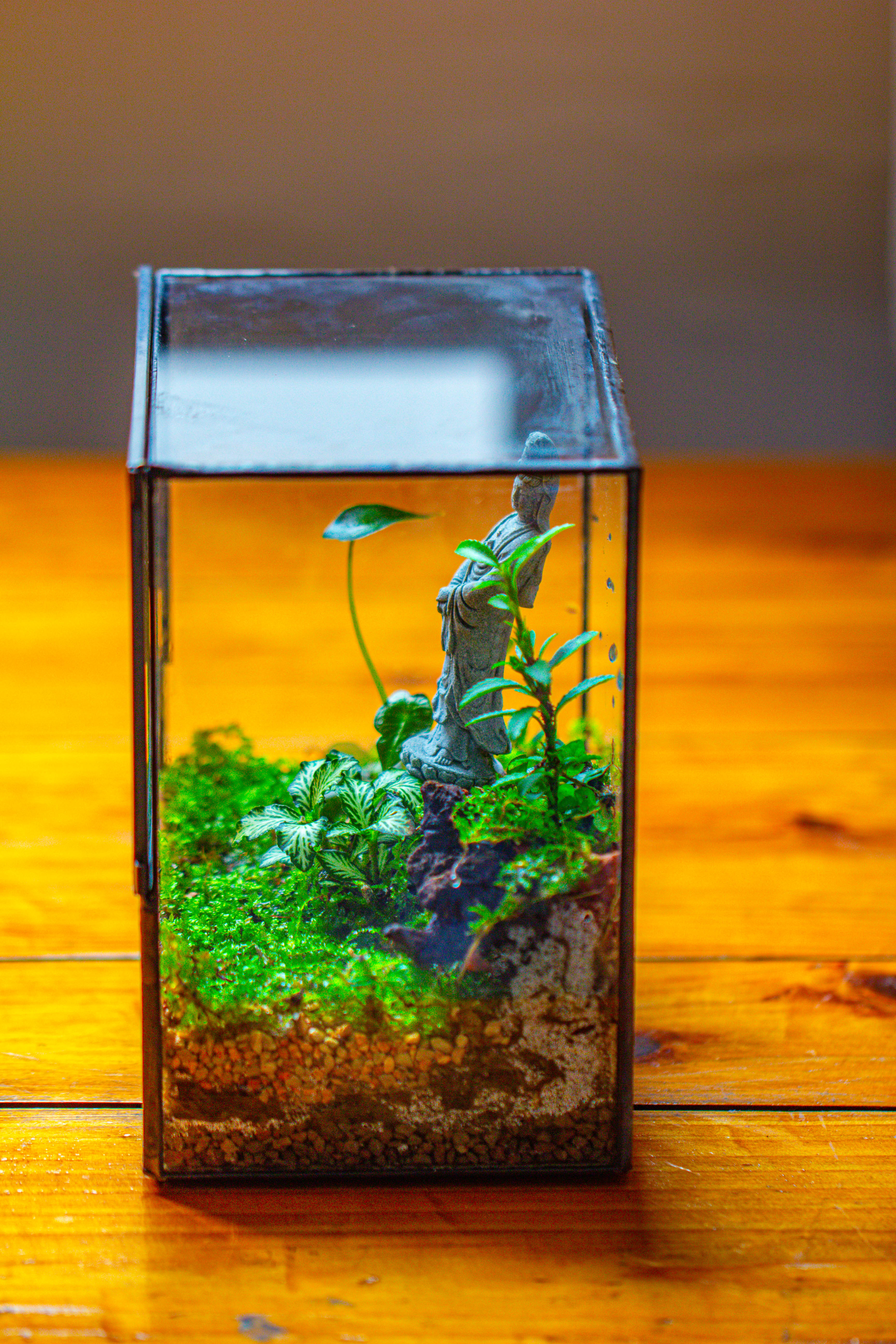 7x7 Inches  Glass Terrarium with Side Door, for moss - NCYPgarden