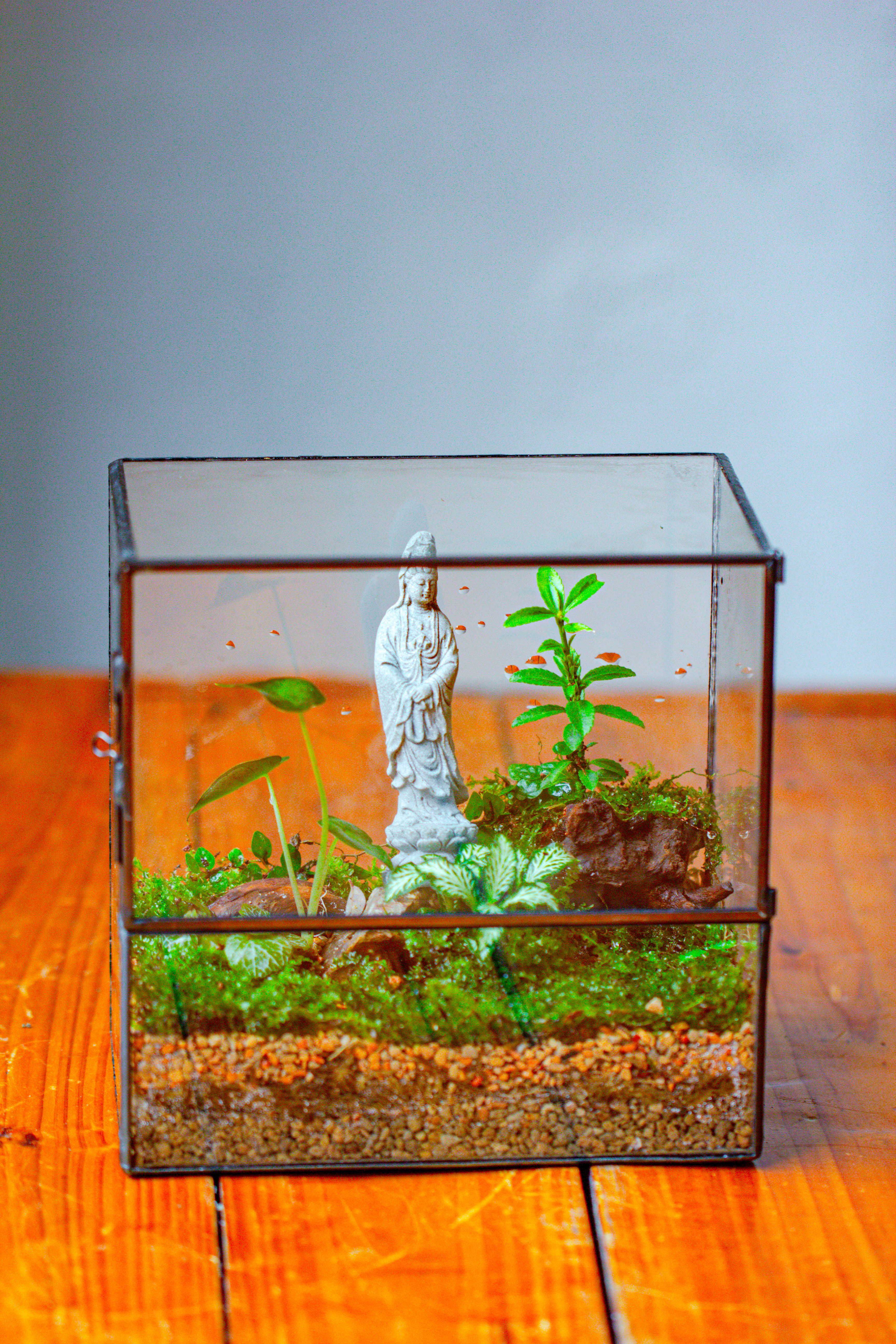 7x7 Inches  Glass Terrarium with Side Door, for moss - NCYPgarden