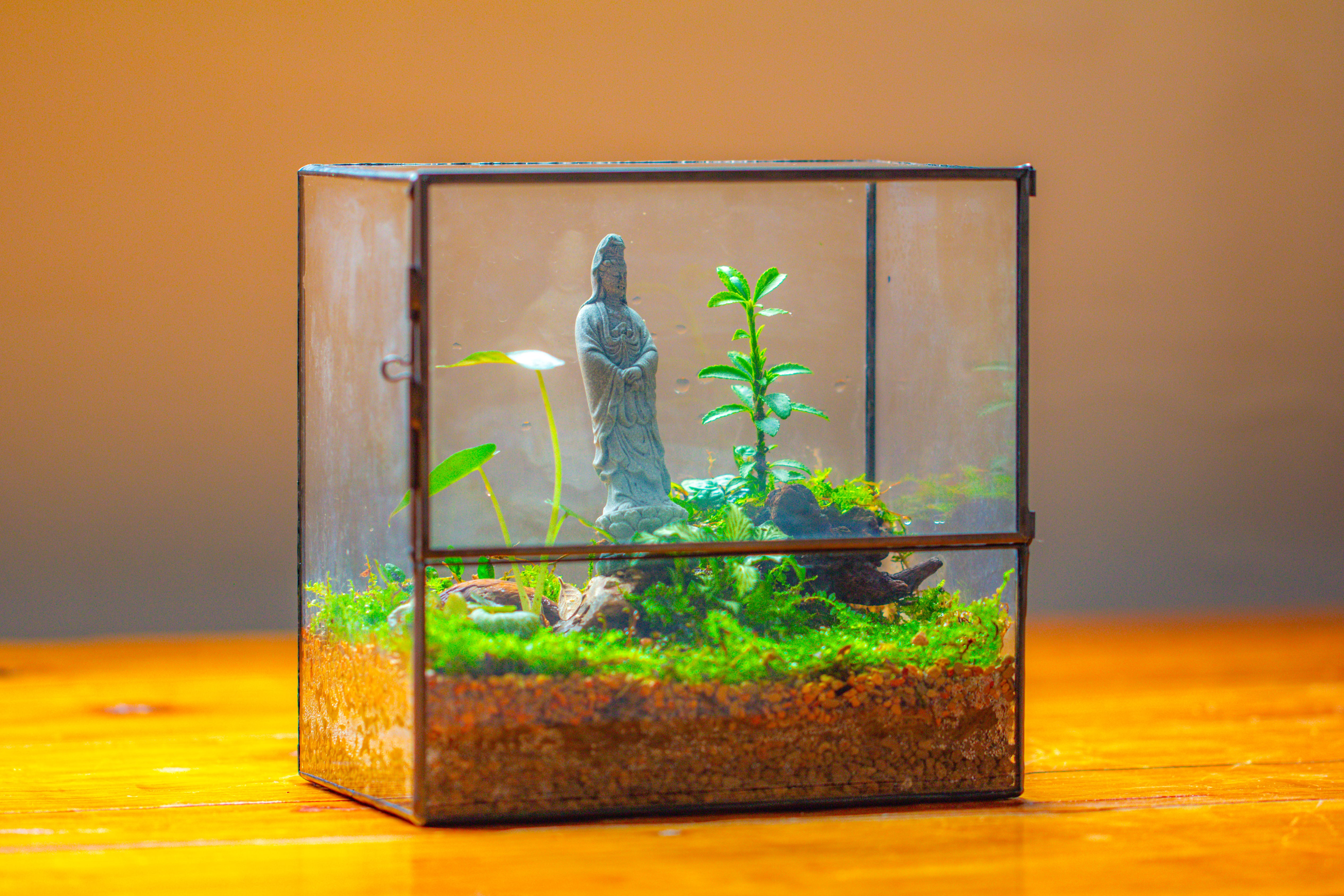 7x7 Inches  Glass Terrarium with Side Door, for moss - NCYPgarden