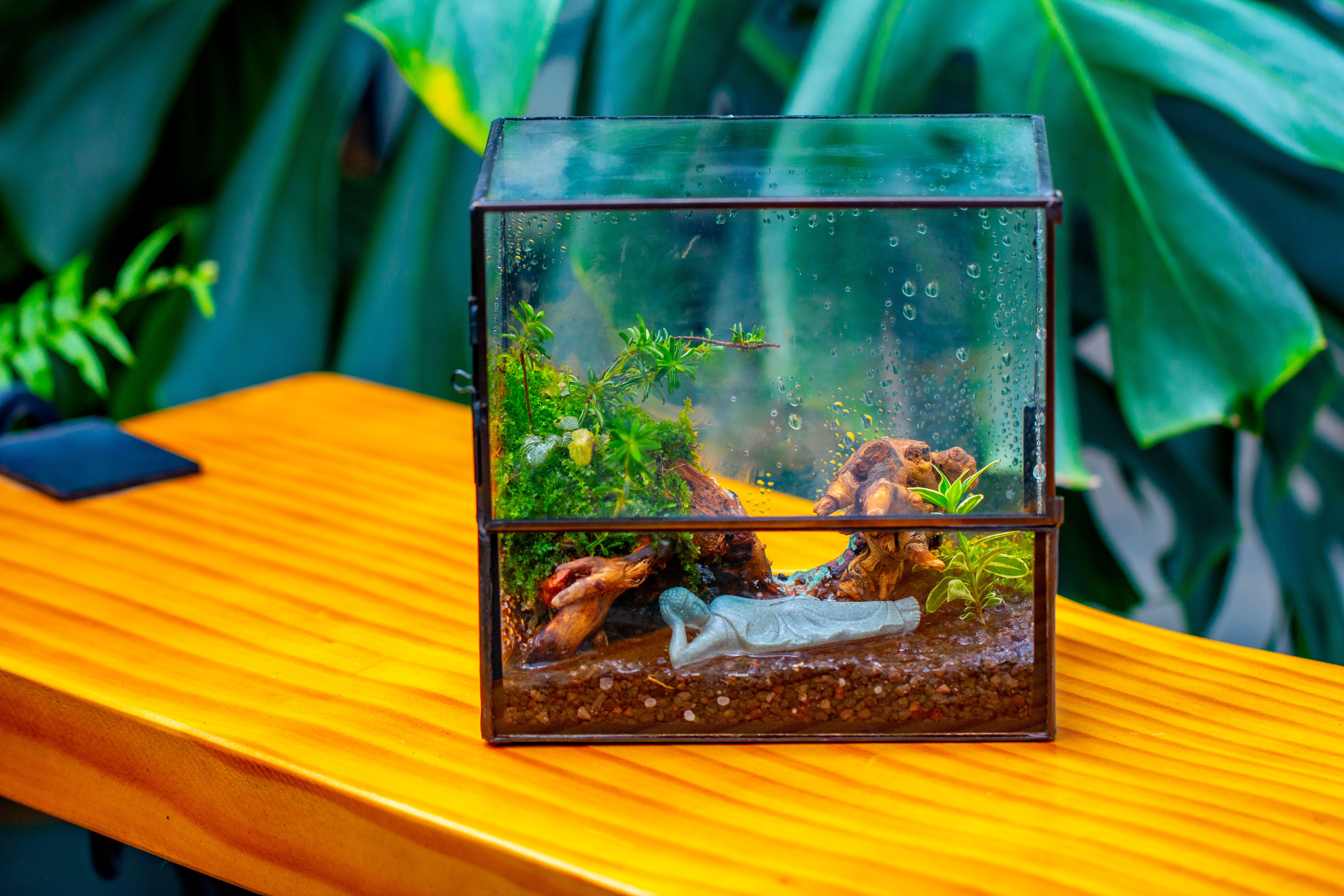 Handmade 7x7 Inches Watertight Glass Terrarium with Door, for moss - NCYPgarden