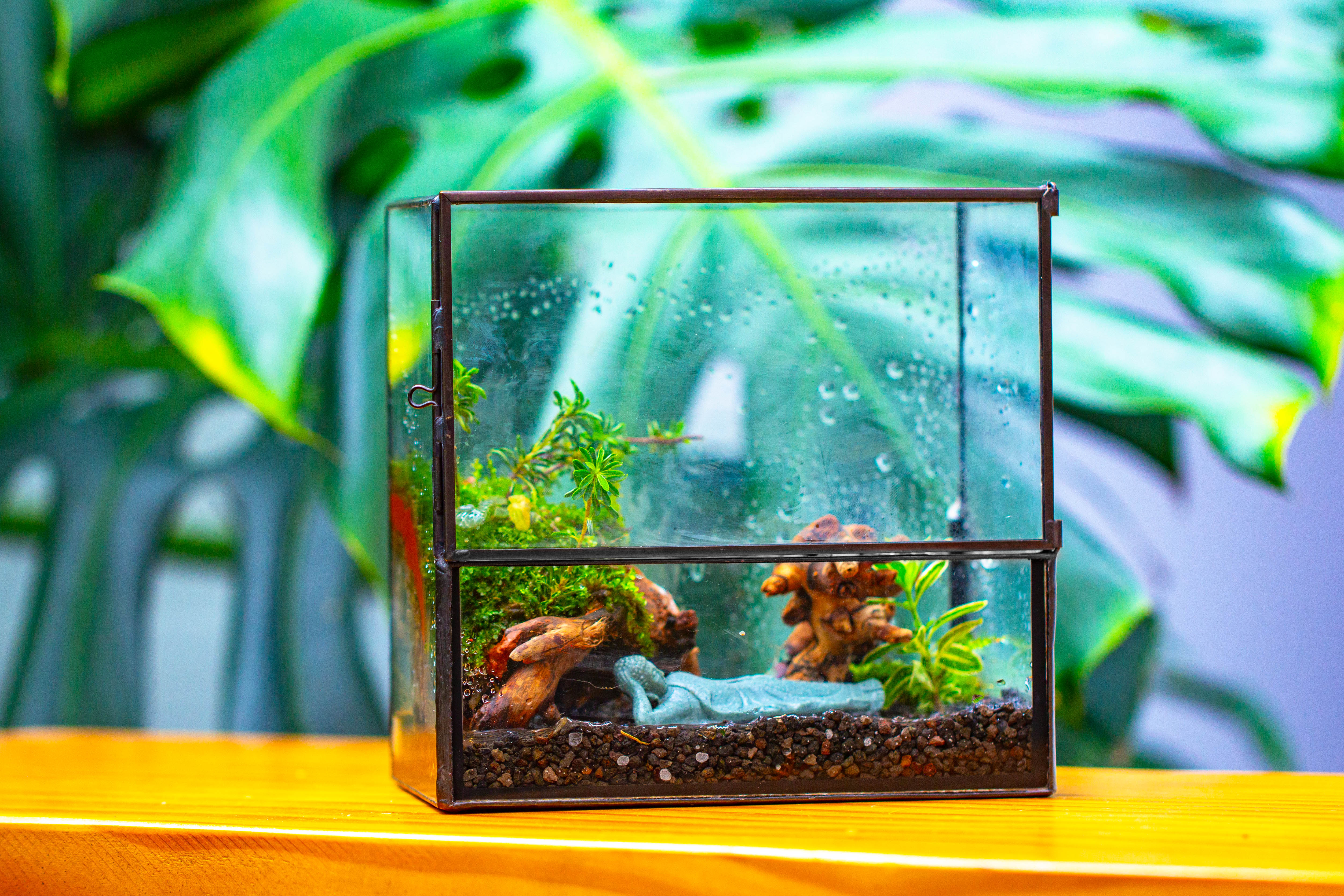 Handmade 7x7 Inches Watertight Glass Terrarium with Door, for moss - NCYPgarden