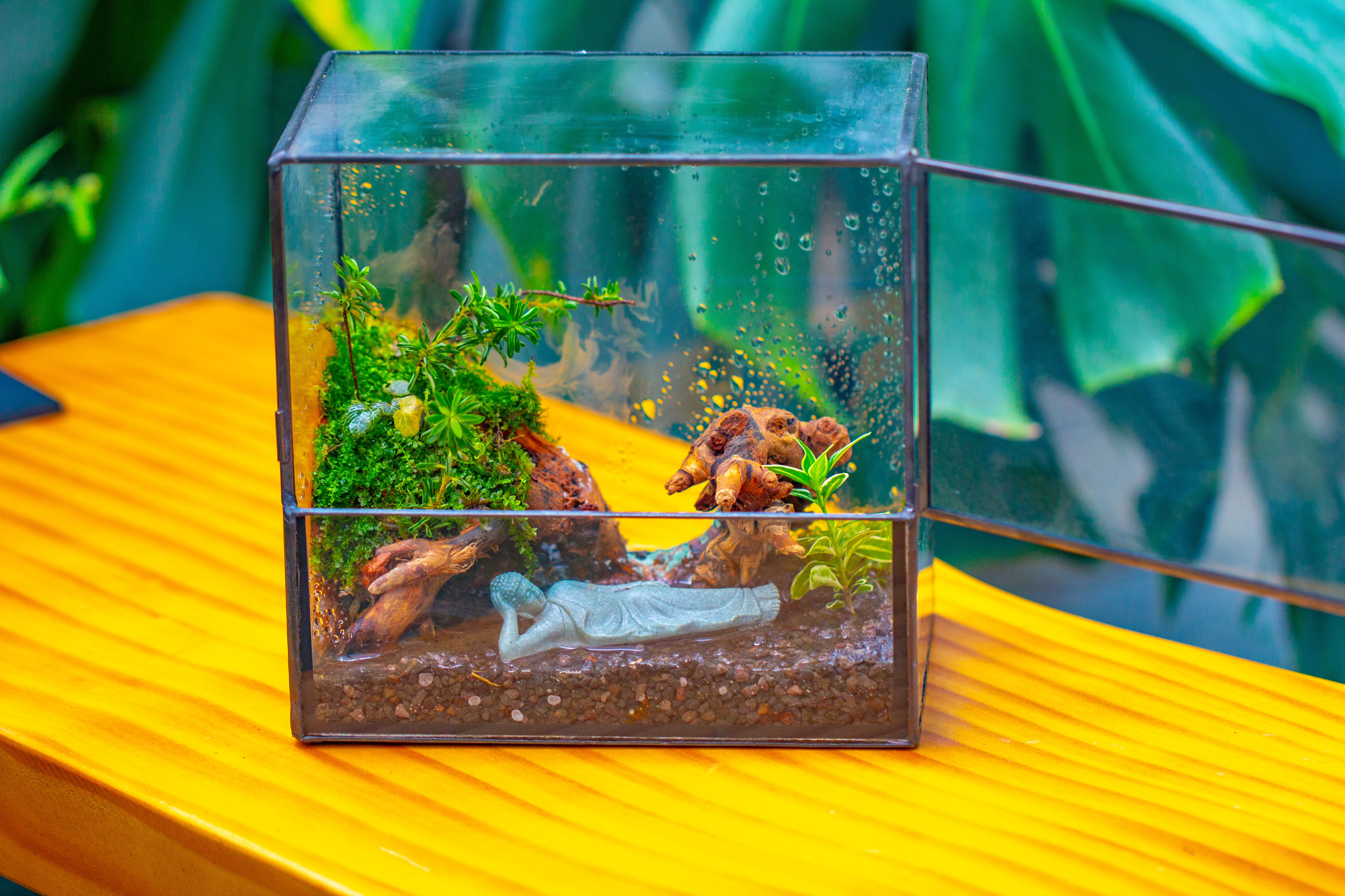 Handmade 7x7 Inches Watertight Glass Terrarium with Door, for moss - NCYPgarden
