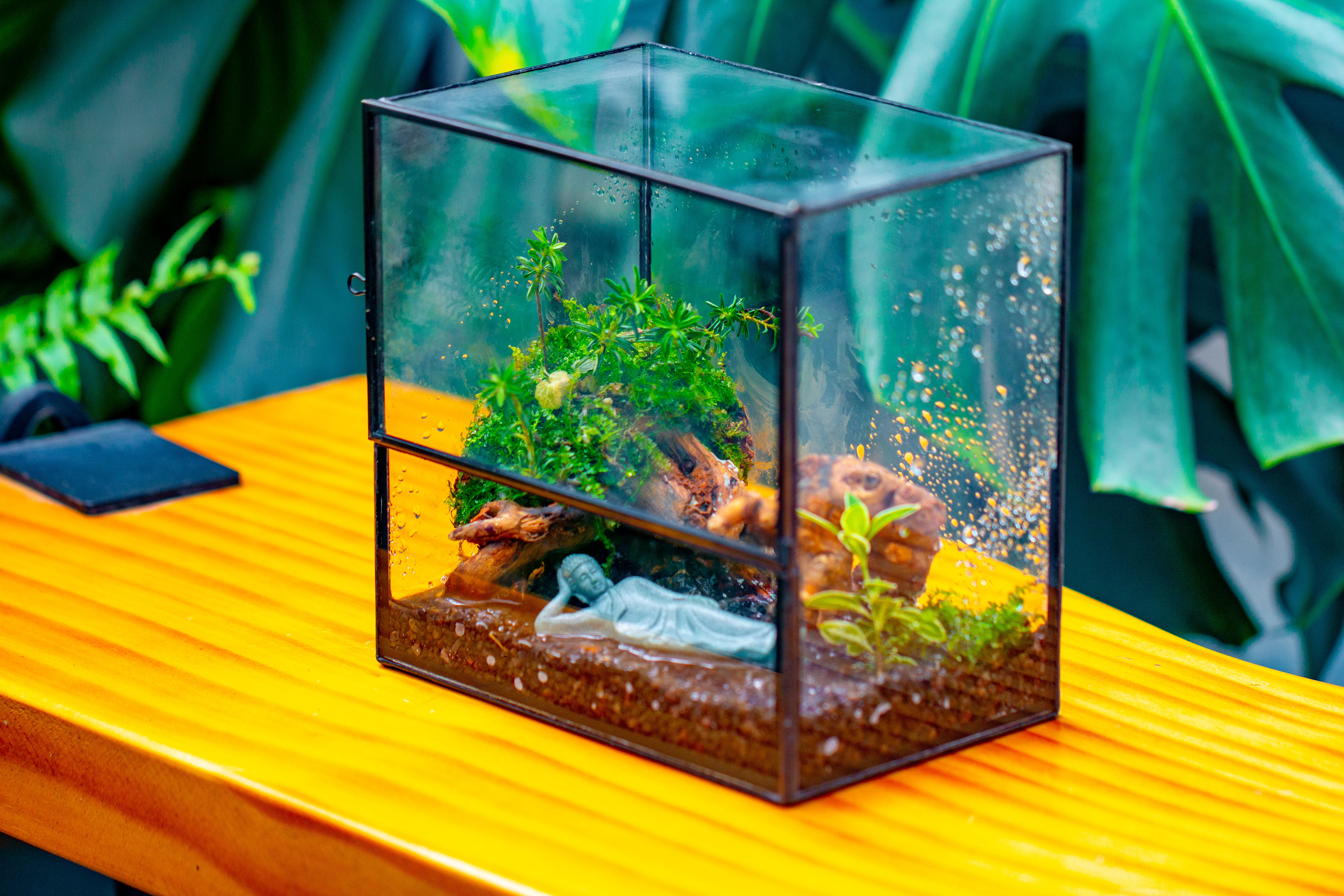 Handmade 7x7 Inches Watertight Glass Terrarium with Door, for moss - NCYPgarden
