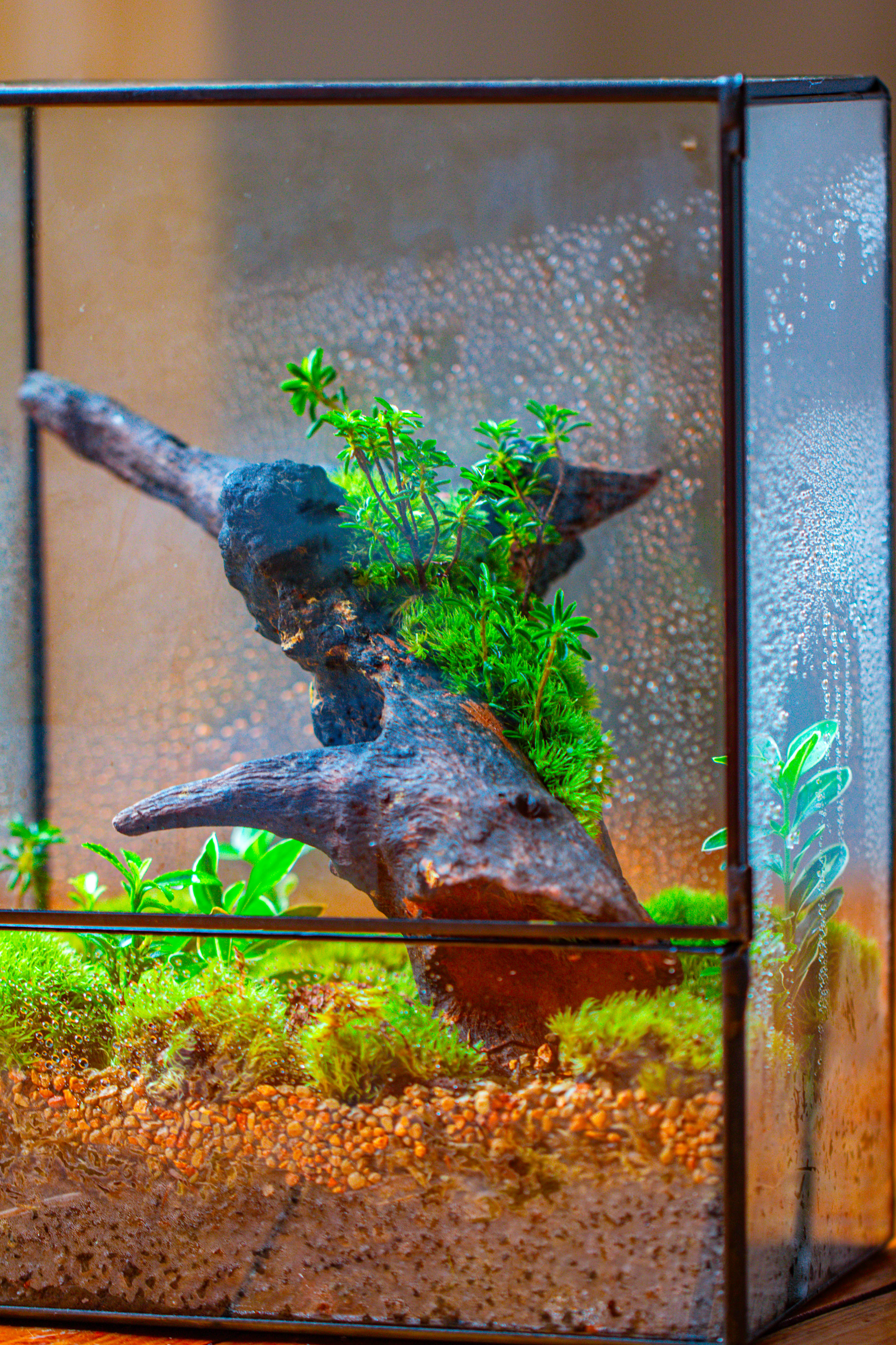 NCYP Close Geometric Glass Terrarium with Door, Tin Sealed  Rectangle Tall Moss wall Planter for Moss Wall, Fern, Landscape - NCYPgarden