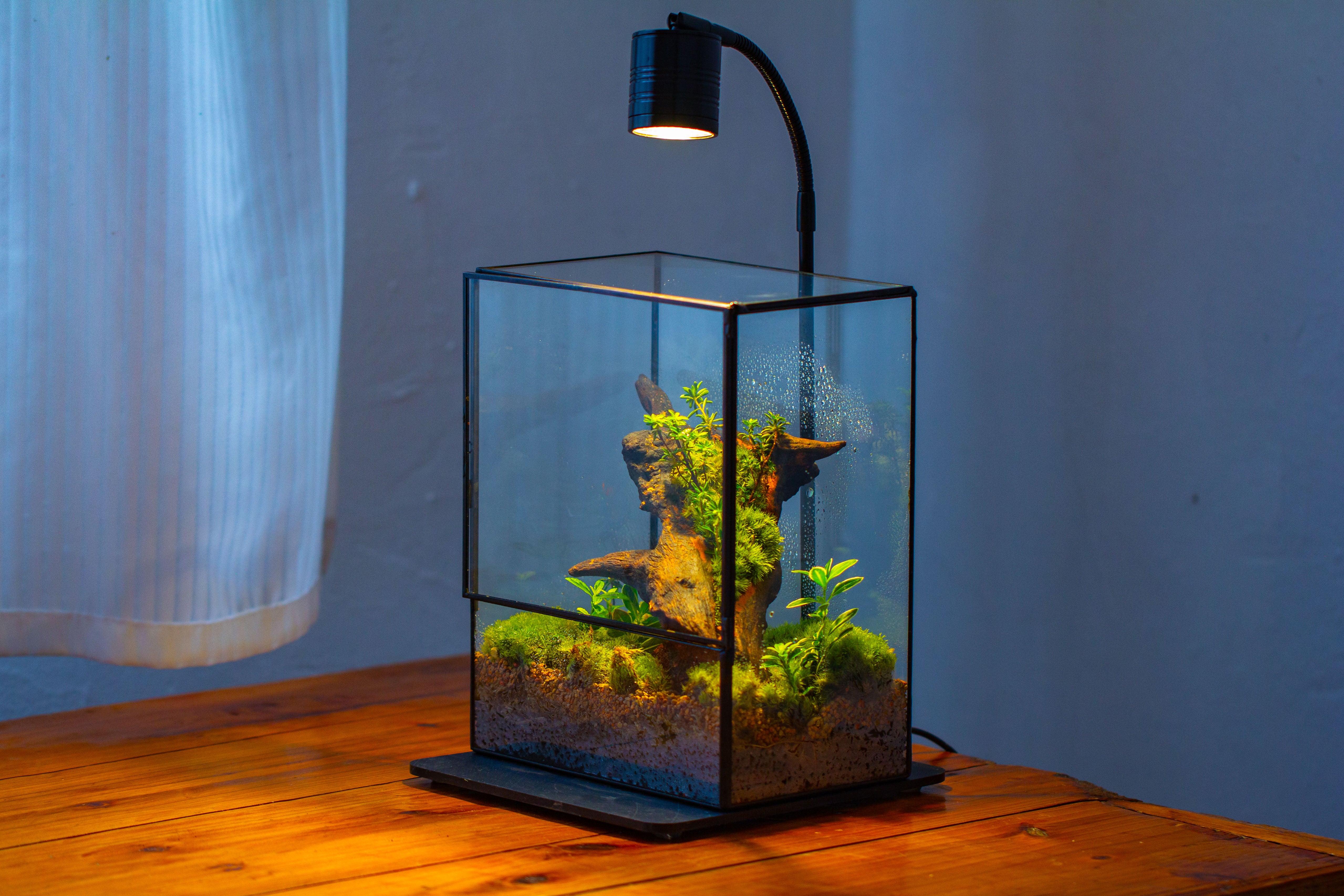 NCYP Close Geometric Glass Terrarium with Door, Tin Sealed  Rectangle Tall Moss wall Planter for Moss Wall, Fern, Landscape - NCYPgarden