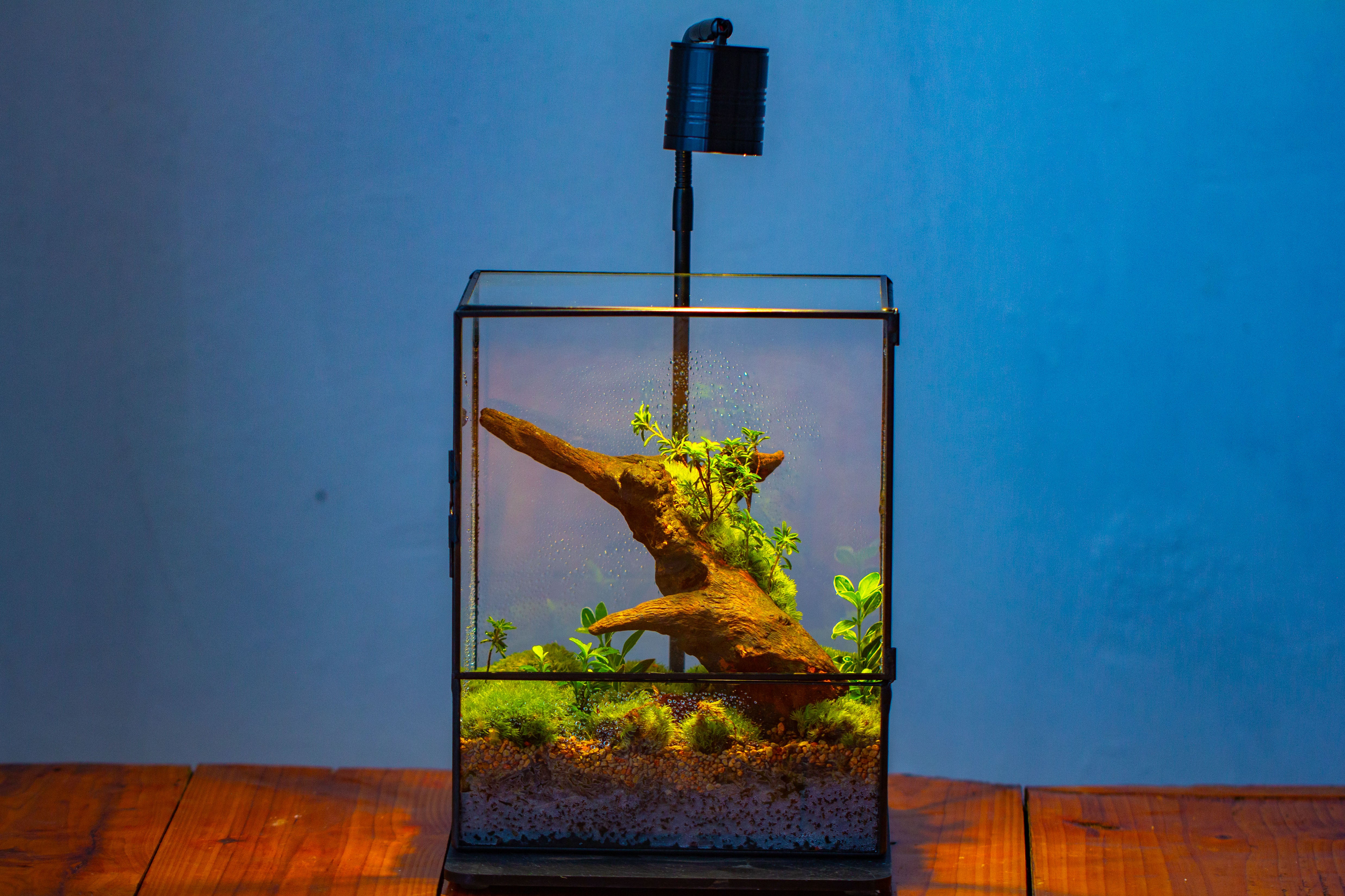 NCYP Close Geometric Glass Terrarium with Door, Tin Sealed  Rectangle Tall Moss wall Planter for Moss Wall, Fern, Landscape - NCYPgarden