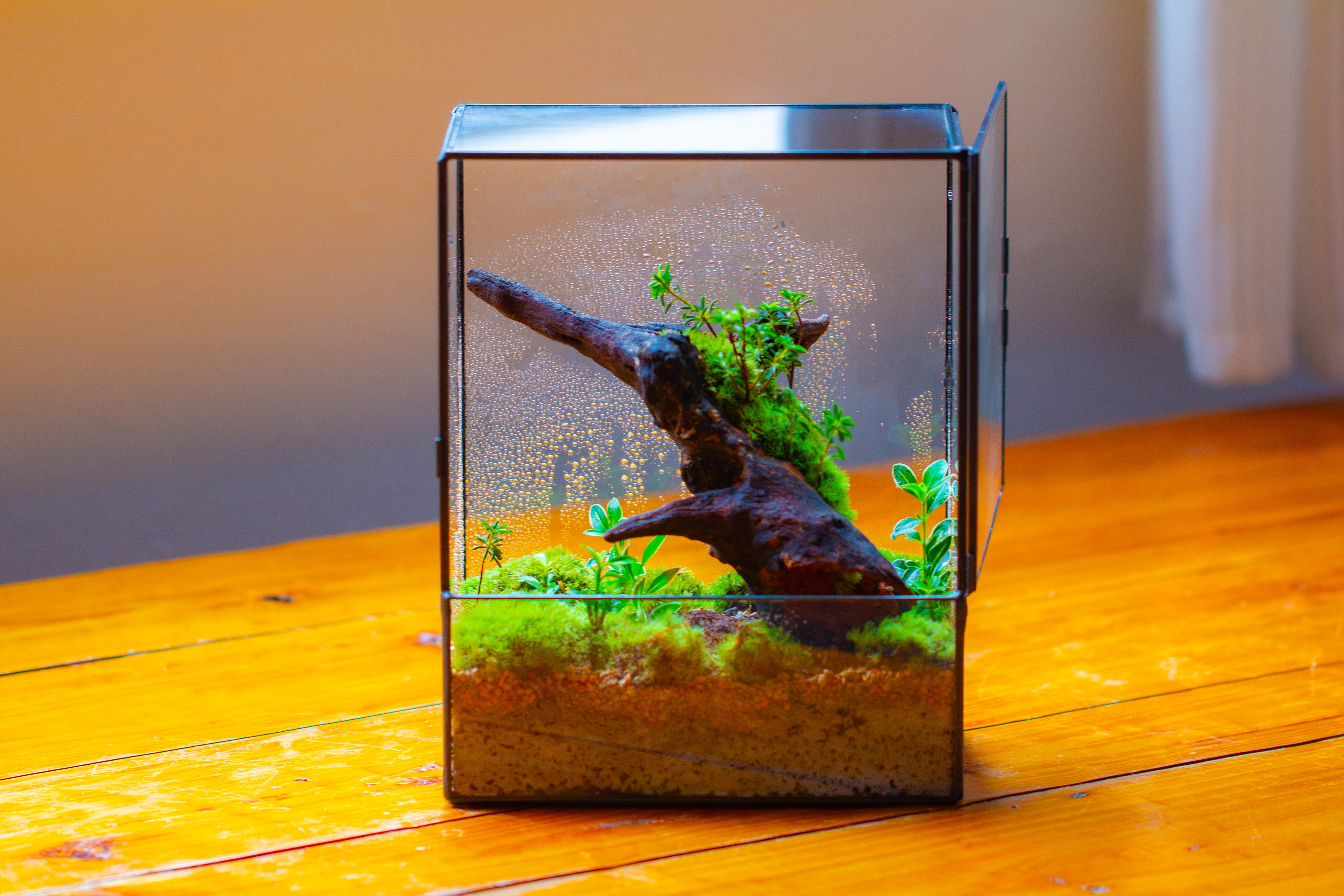 NCYP Close Geometric Glass Terrarium with Door, Tin Sealed  Rectangle Tall Moss wall Planter for Moss Wall, Fern, Landscape - NCYPgarden