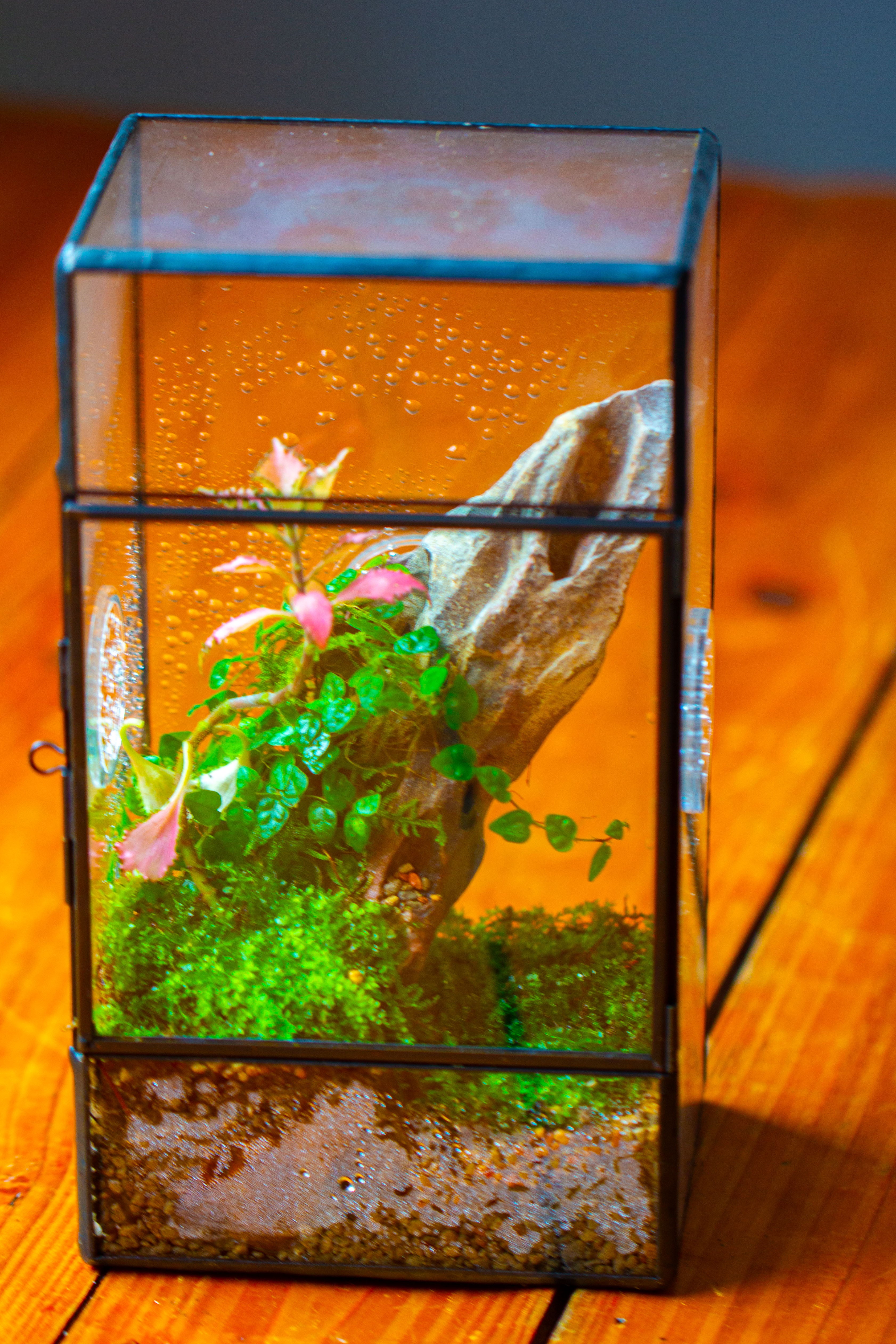 NCYP Rectangle Tin and Glass Geometric Terrarium,  with side door,  with Mesh  / vent holes for small Insects Pet - NCYPgarden