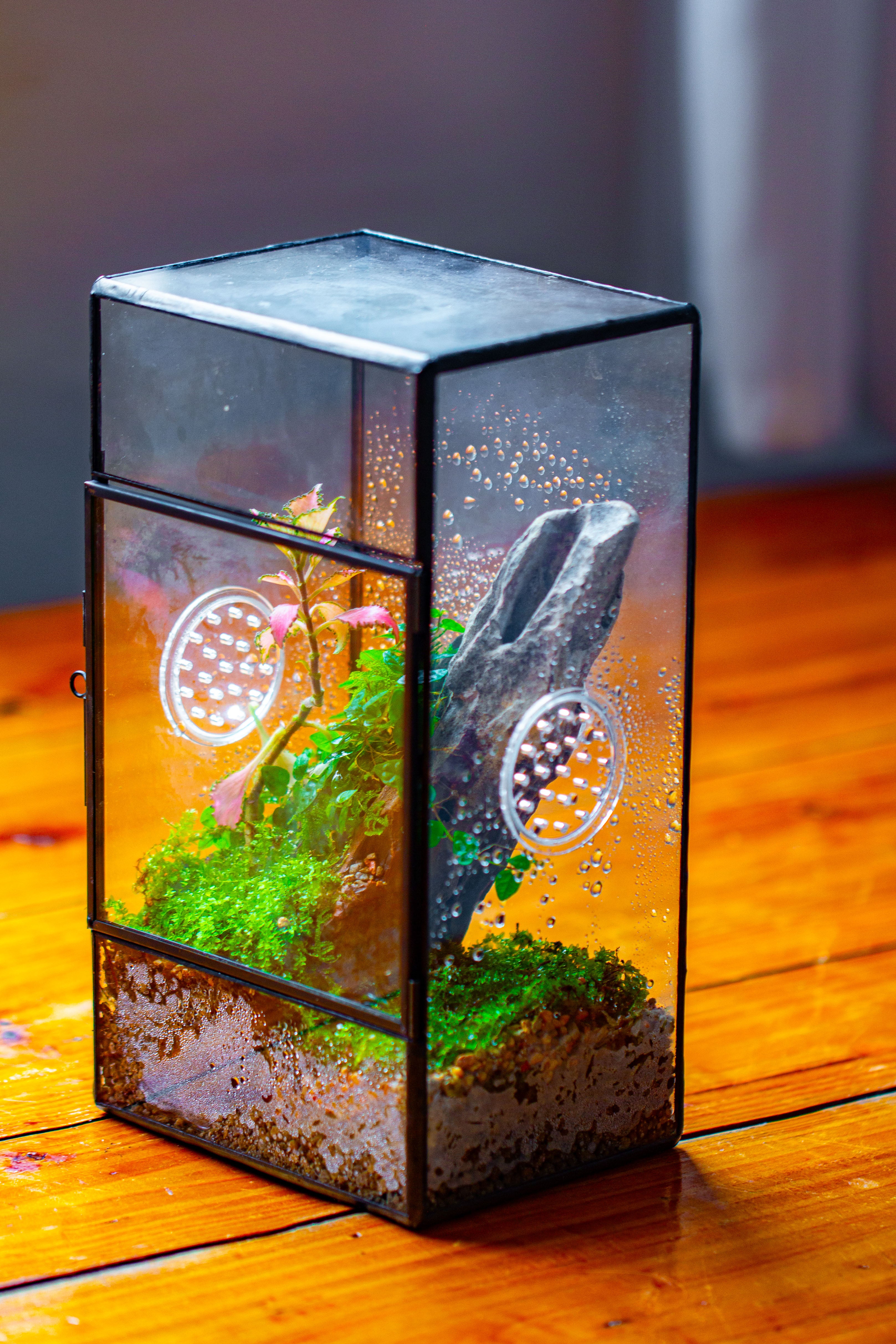 NCYP Rectangle Tin and Glass Geometric Terrarium,  with side door,  with Mesh  / vent holes for small Insects Pet - NCYPgarden