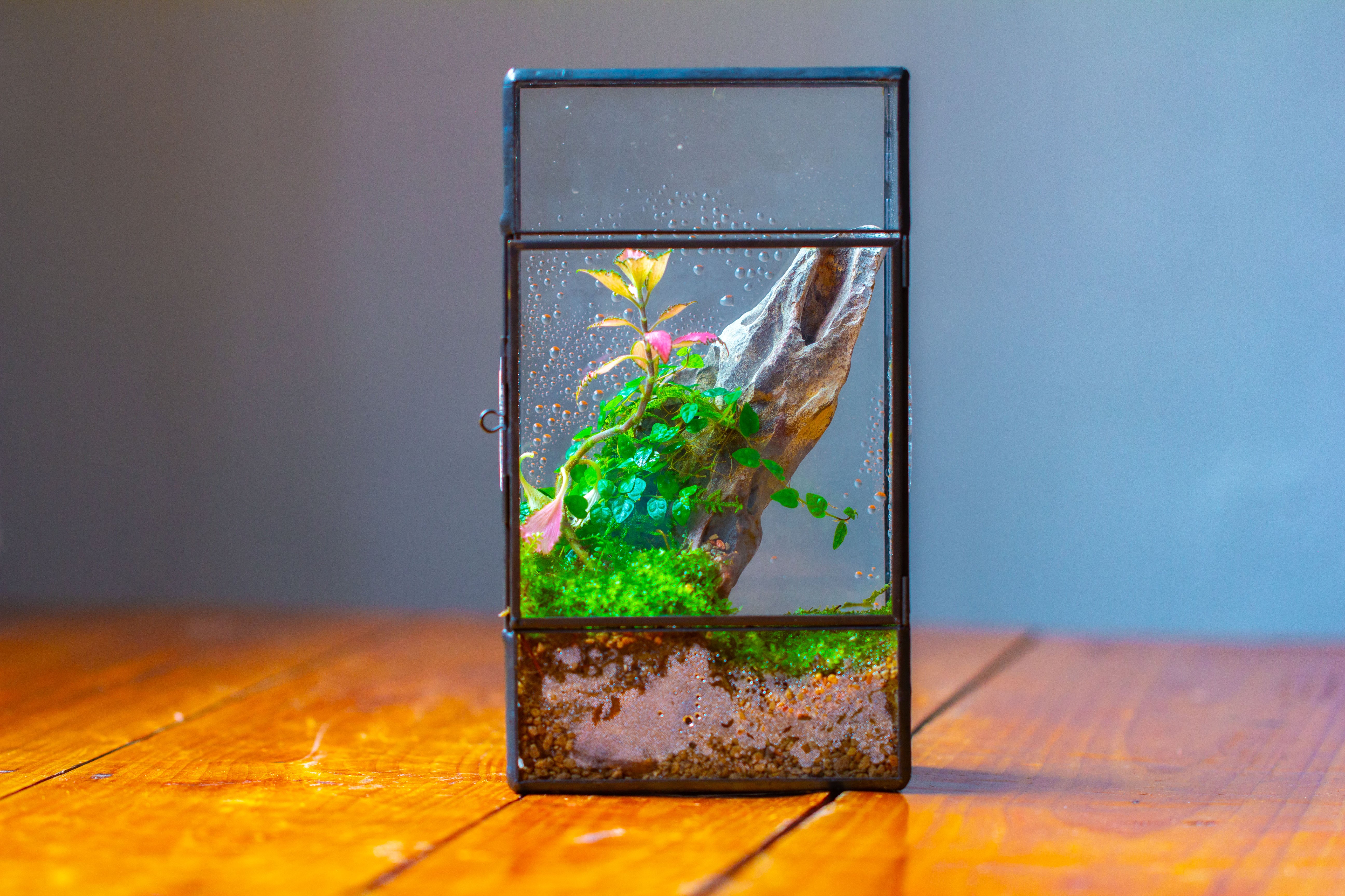 NCYP Rectangle Tin and Glass Geometric Terrarium,  with side door,  with Mesh  / vent holes for small Insects Pet - NCYPgarden