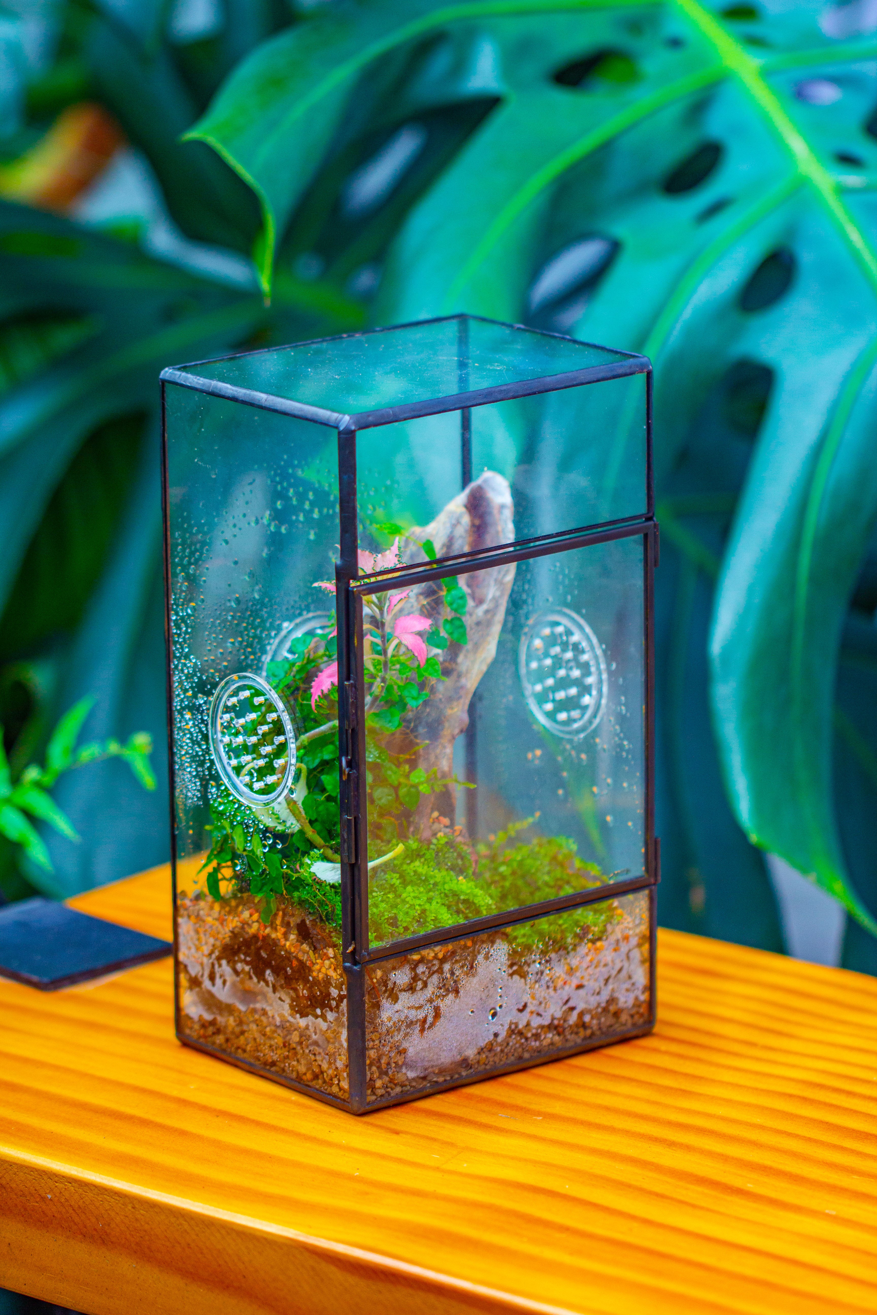 NCYP Rectangle Tin and Glass Geometric Terrarium,  with side door,  with Mesh  / vent holes for small Insects Pet - NCYPgarden