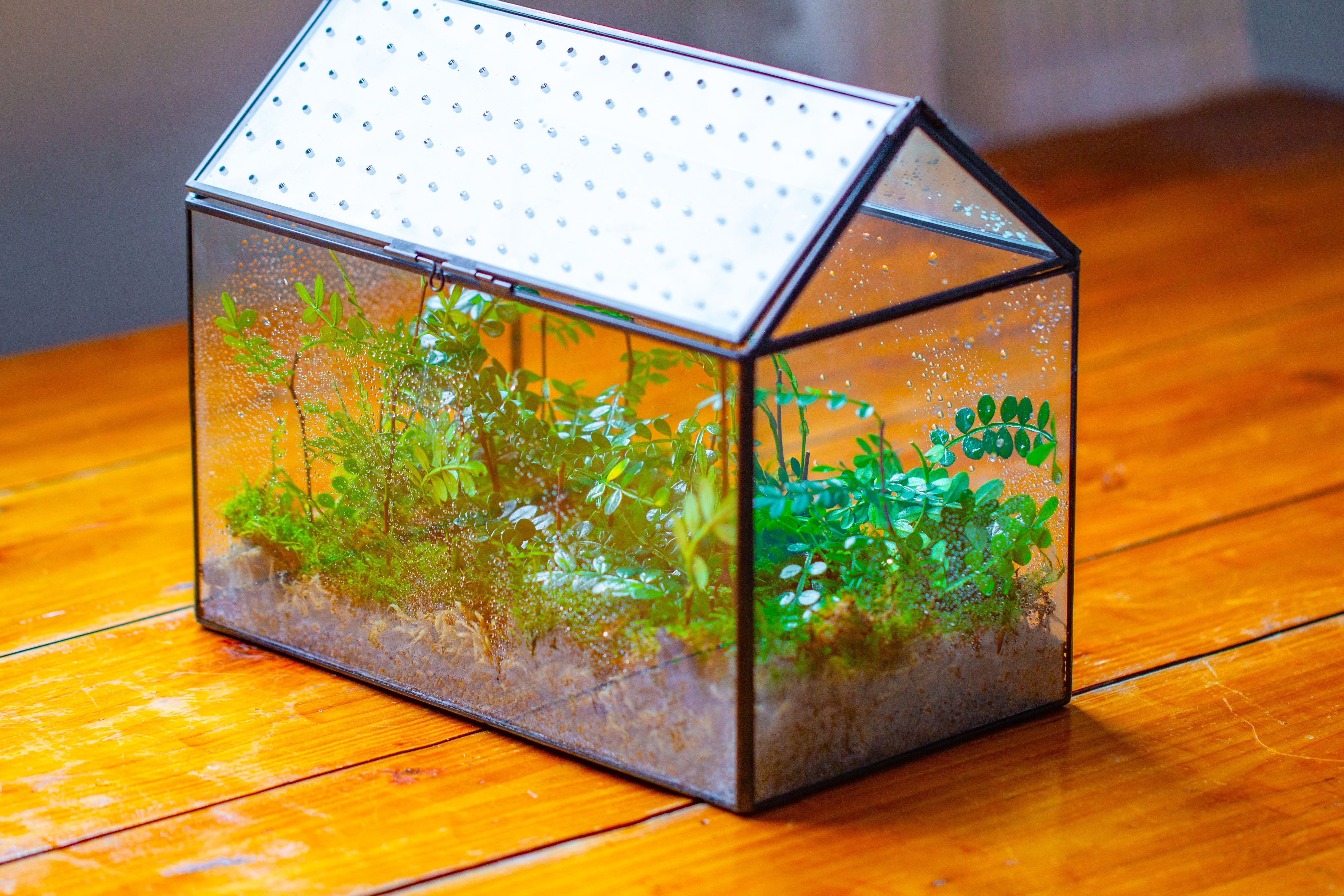 Handmade Close House-shaped Glass Terrarium Enclosure, with Acrylic Mesh Vent, for Jumping Spider, Snail Habitat, Terrarium Only - NCYPgarden