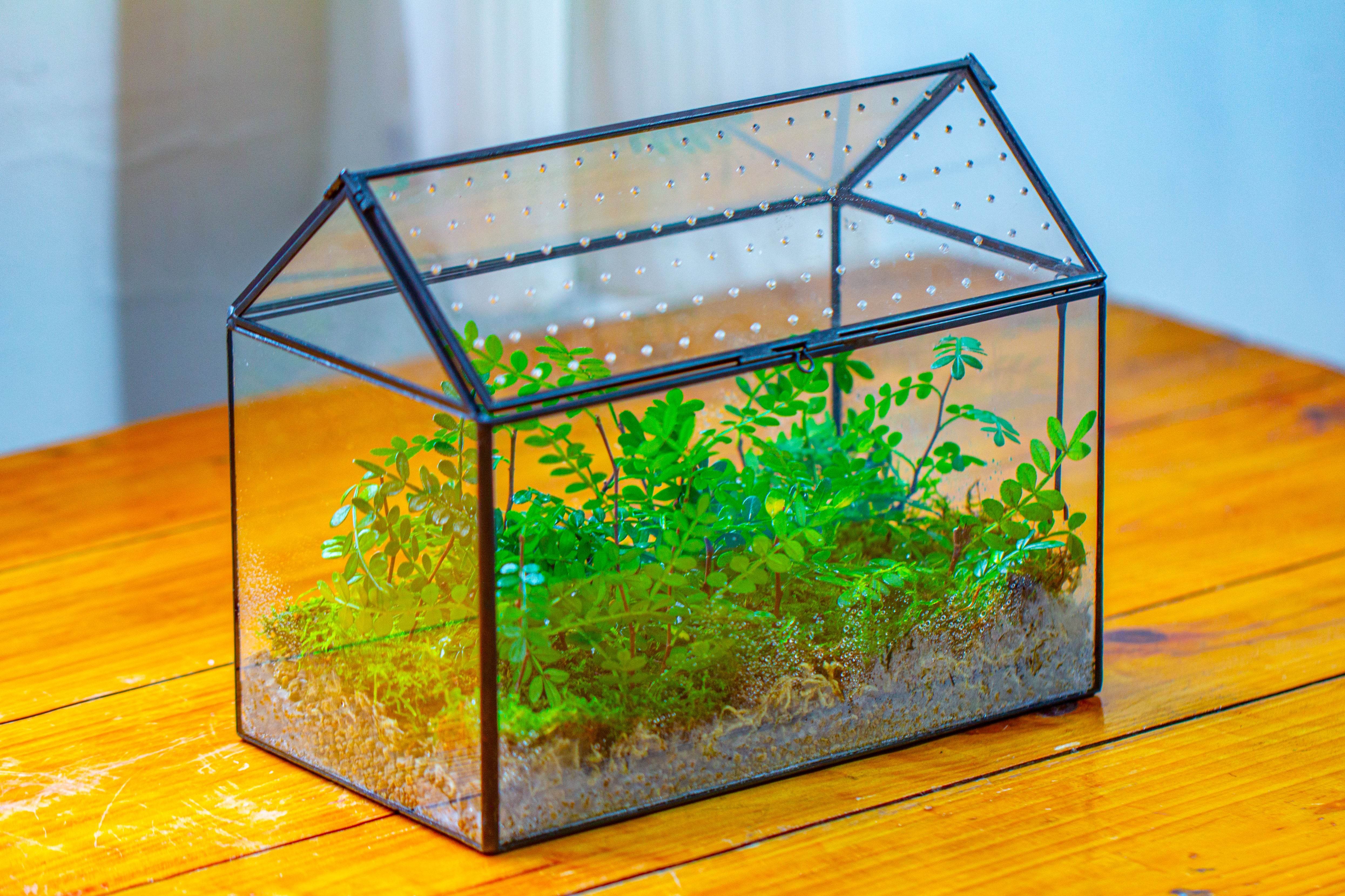 Handmade Close House-shaped Glass Terrarium Enclosure, with Acrylic Mesh Vent, for Jumping Spider, Snail Habitat, Terrarium Only - NCYPgarden