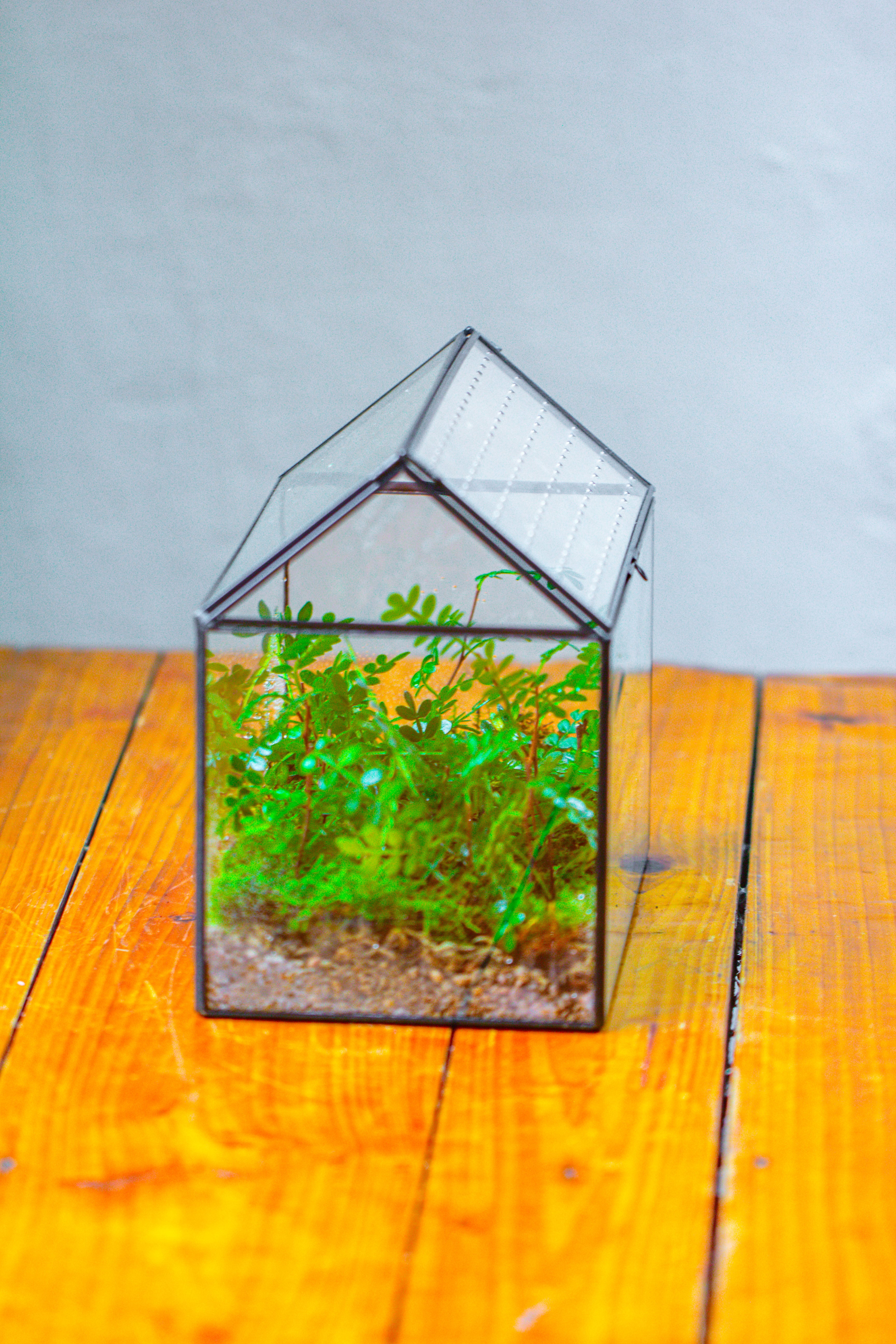 Handmade Close House-shaped Glass Terrarium Enclosure, with Acrylic Mesh Vent, for Jumping Spider, Snail Habitat, Terrarium Only - NCYPgarden