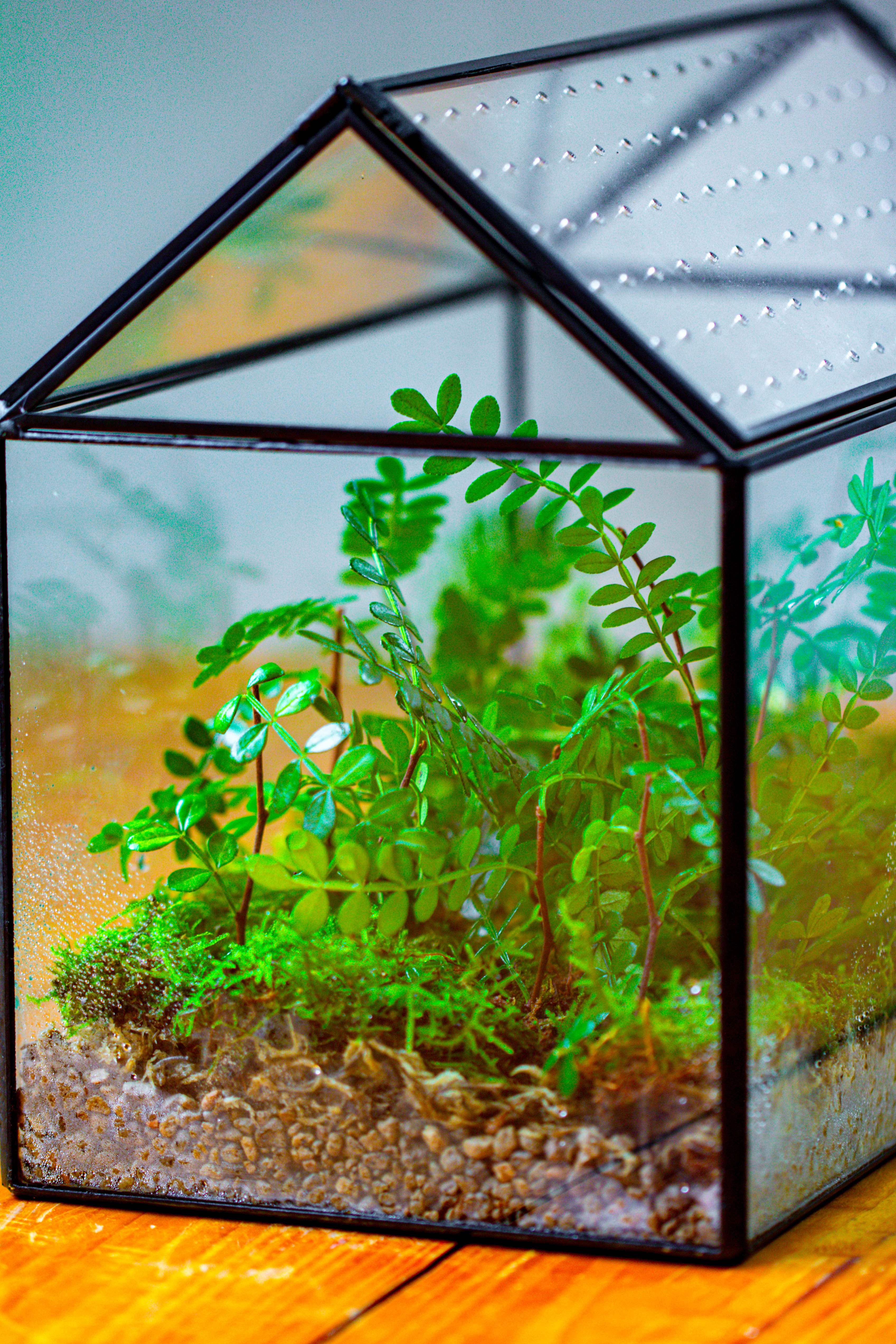 Handmade Close House-shaped Glass Terrarium Enclosure, with Acrylic Mesh Vent, for Jumping Spider, Snail Habitat, Terrarium Only - NCYPgarden