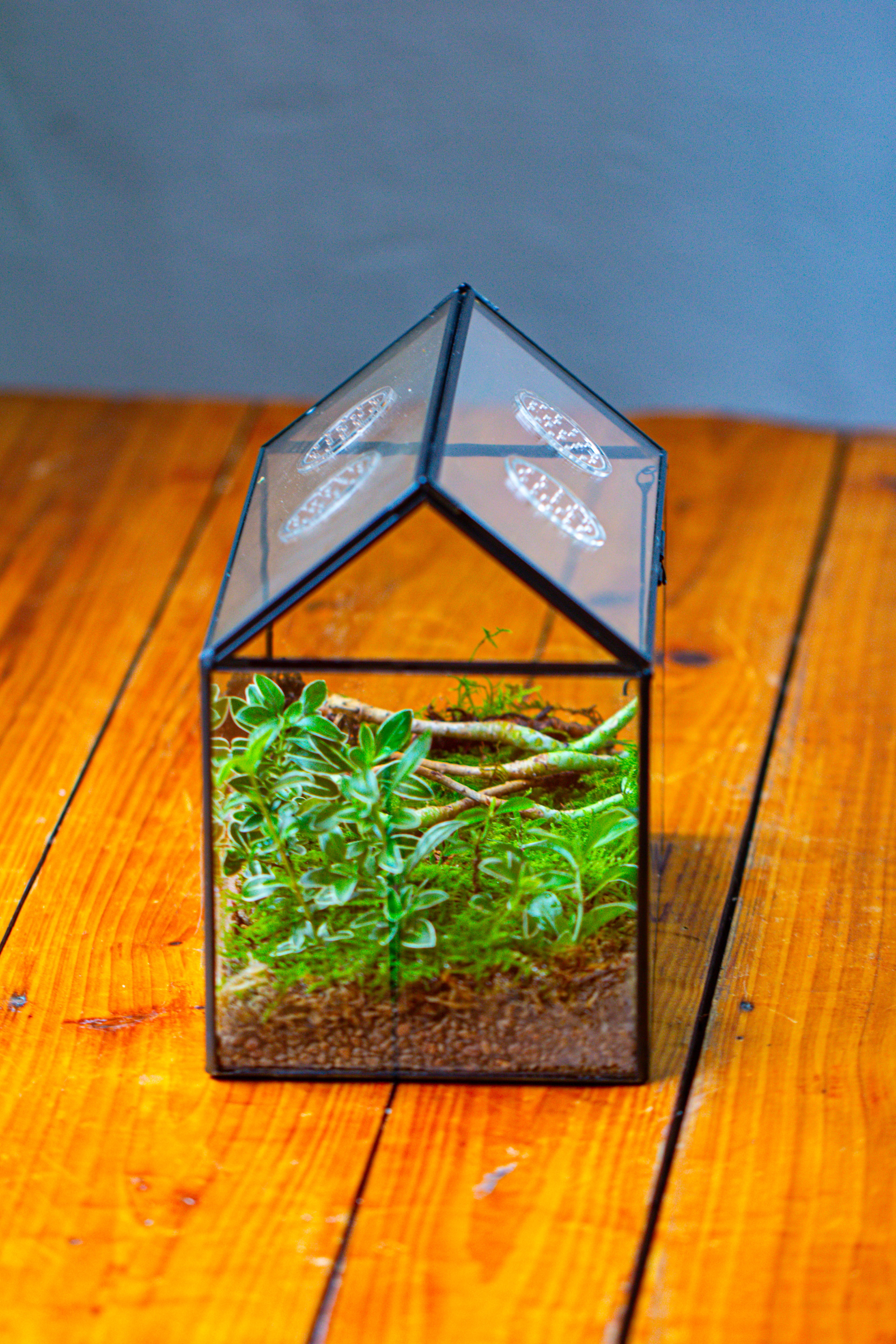NCYP Handmade Geometric Glass Close Terrarium Box House Shape, Swing Lid Latch for Air Plants Moss Snail Reptile Habitat Vivarium - NCYPgarden