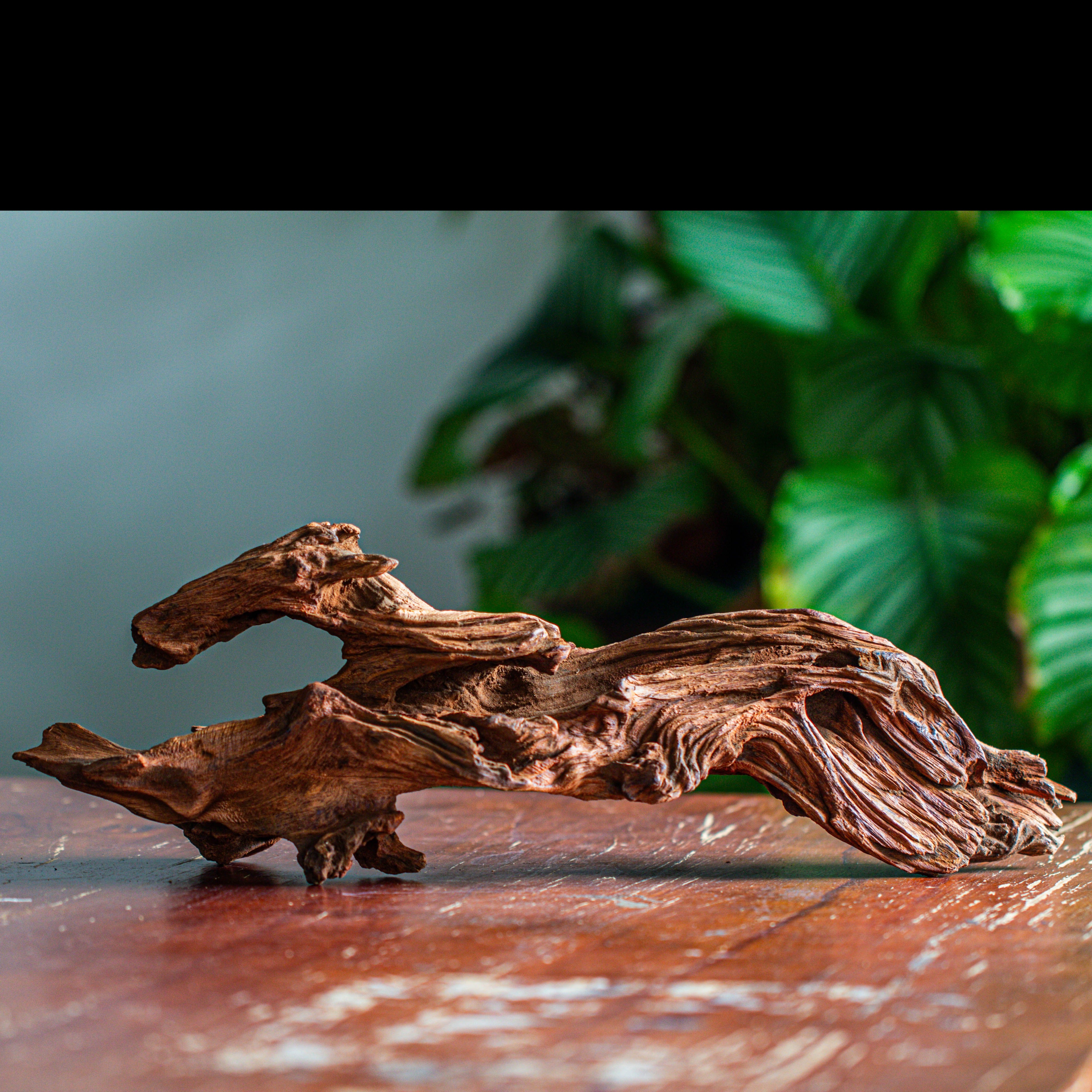 Natural driftwood for moss terrarium, miniature, micro landscape, unique  12-65, suitable for both live and preserved moss - NCYPgarden