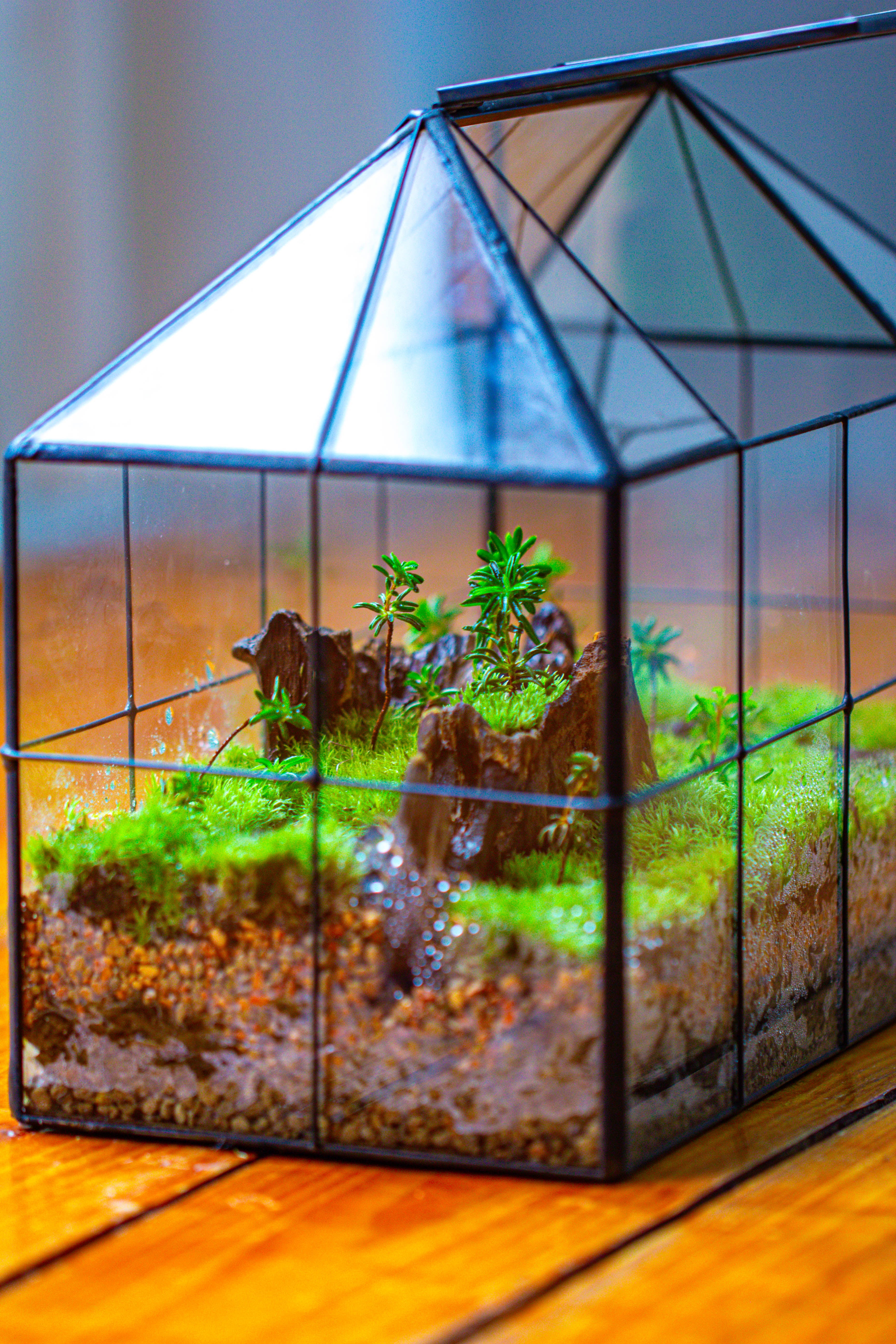 NCYP Glass Geometric Terrarium Tin-Sealed Brass Black House Shape Container with Grid and Swing Lid - NCYPgarden