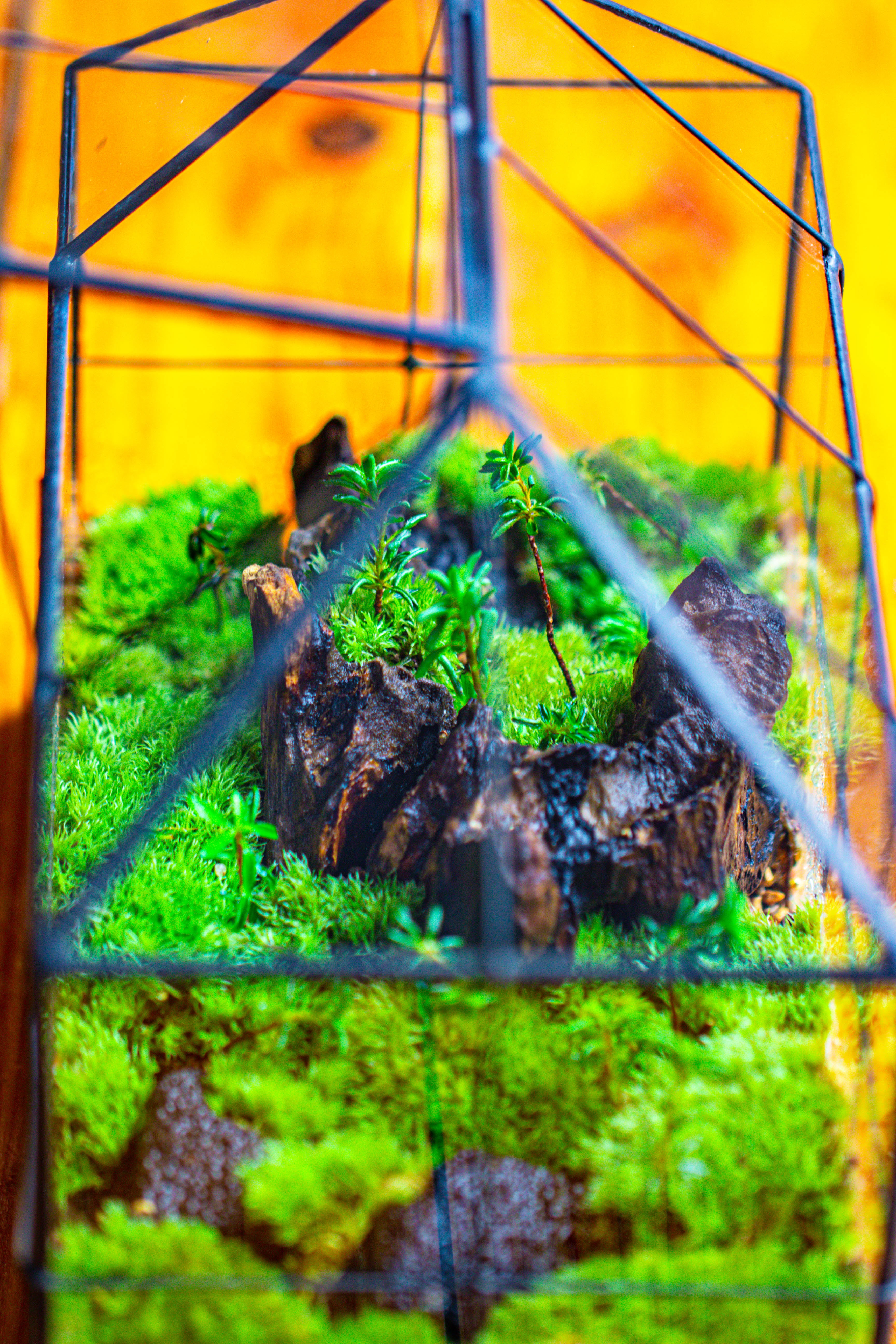 NCYP Glass Geometric Terrarium Tin-Sealed Brass Black House Shape Container with Grid and Swing Lid - NCYPgarden