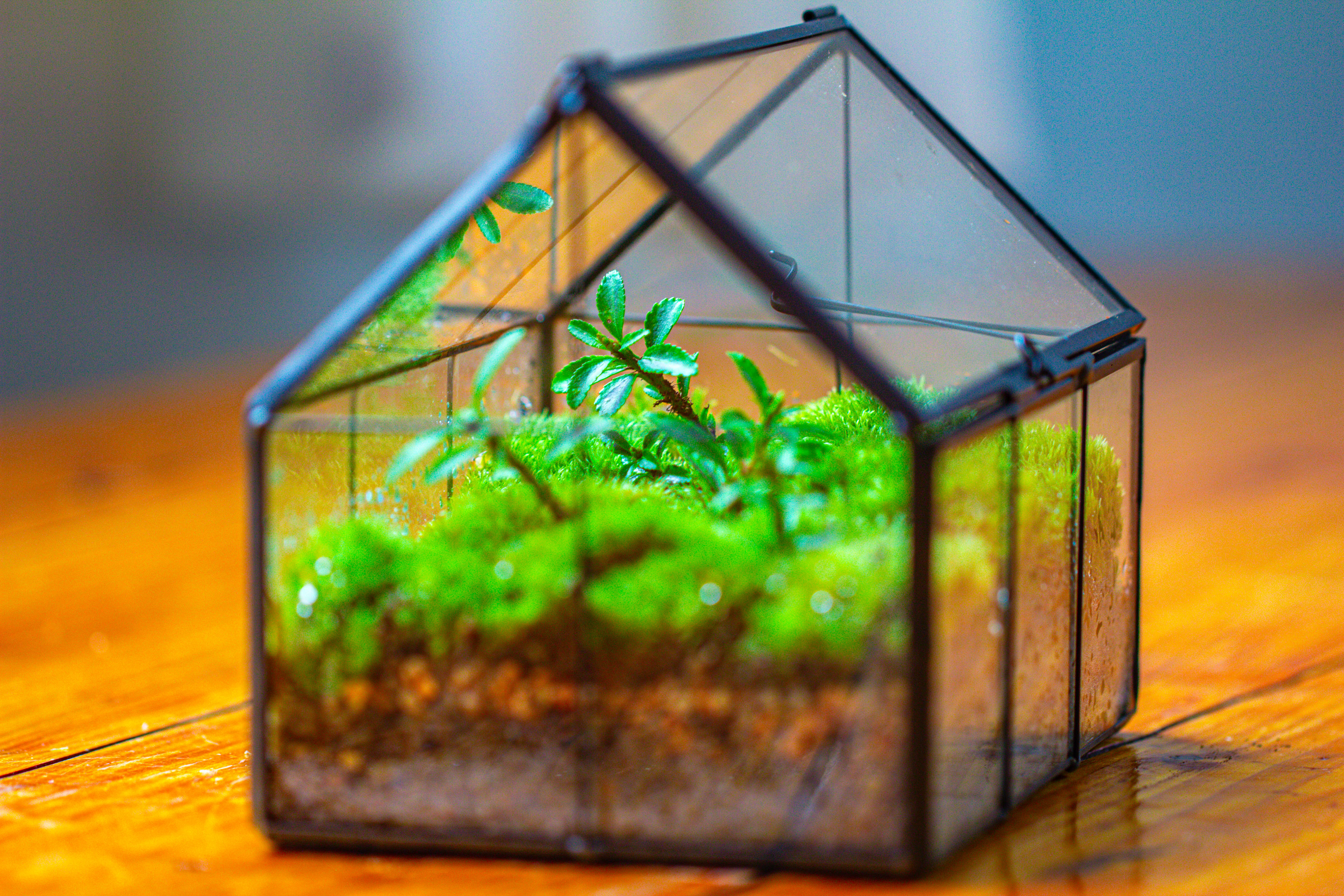 NCYP Mini Glass Terrarium with Lid House Shape Closed Planter Pot for Small Cactus, Succulents Plant - NCYPgarden