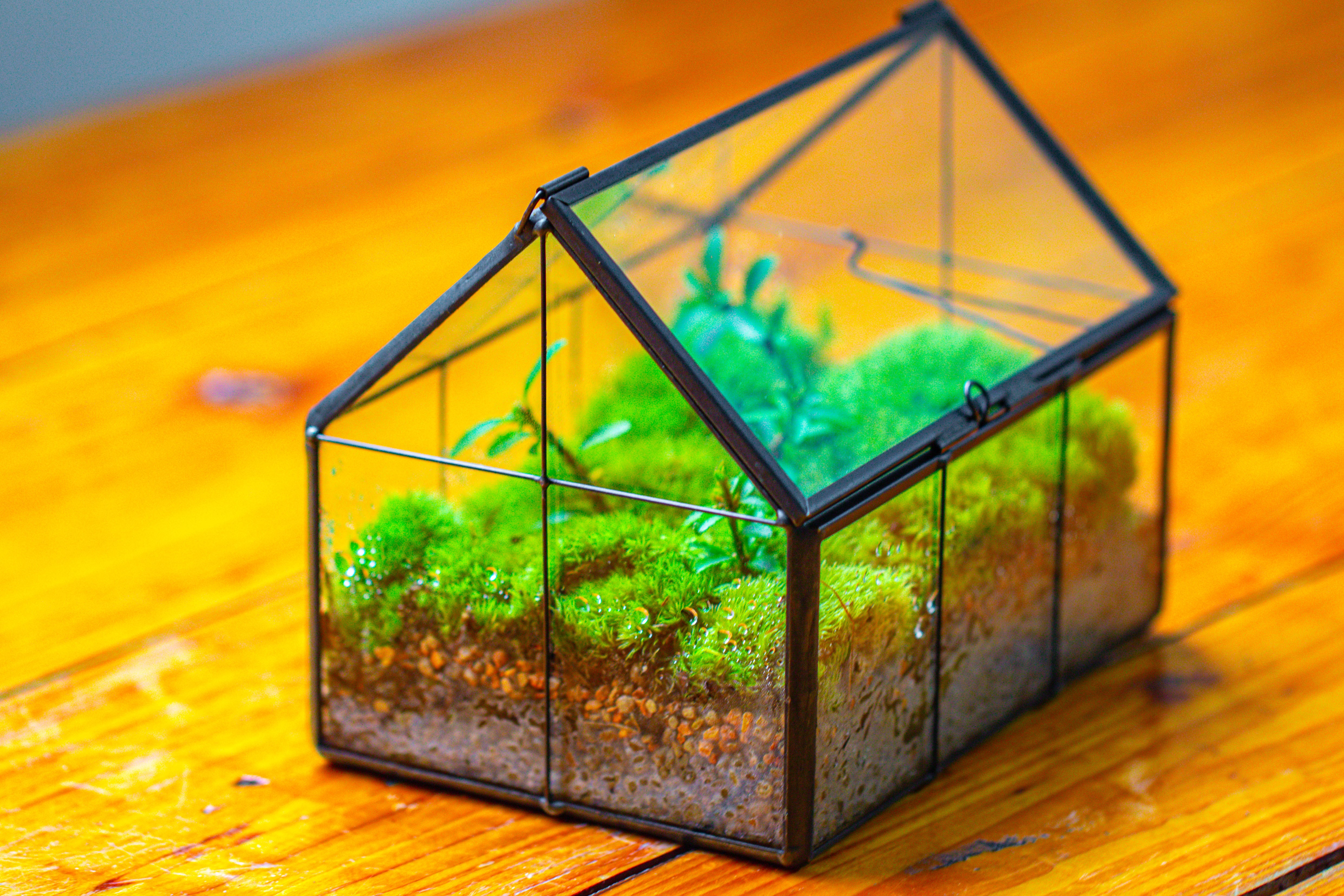 NCYP Mini Glass Terrarium with Lid House Shape Closed Planter Pot for Small Cactus, Succulents Plant - NCYPgarden