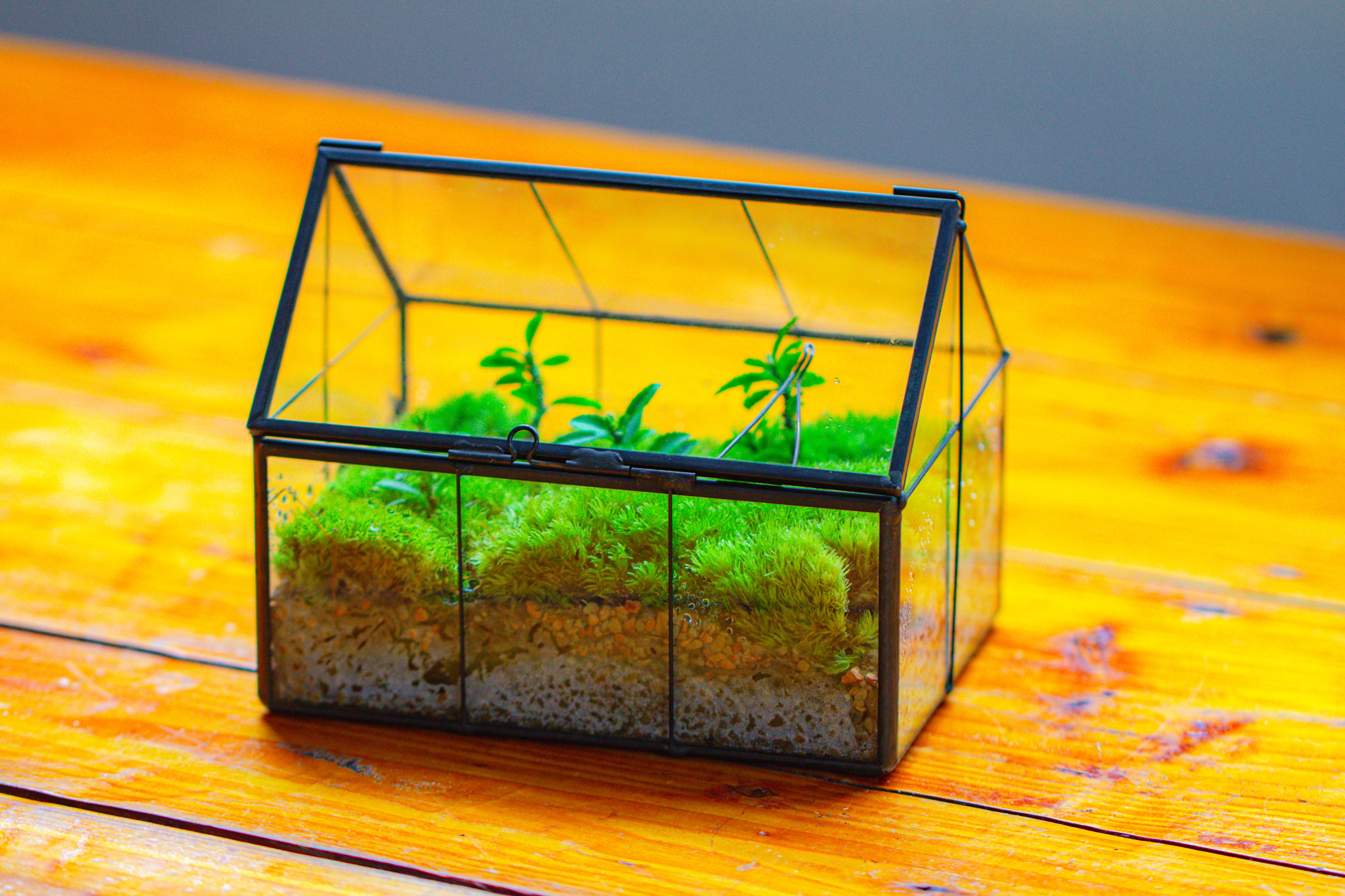 NCYP Mini Glass Terrarium with Lid House Shape Closed Planter Pot for Small Cactus, Succulents Plant - NCYPgarden