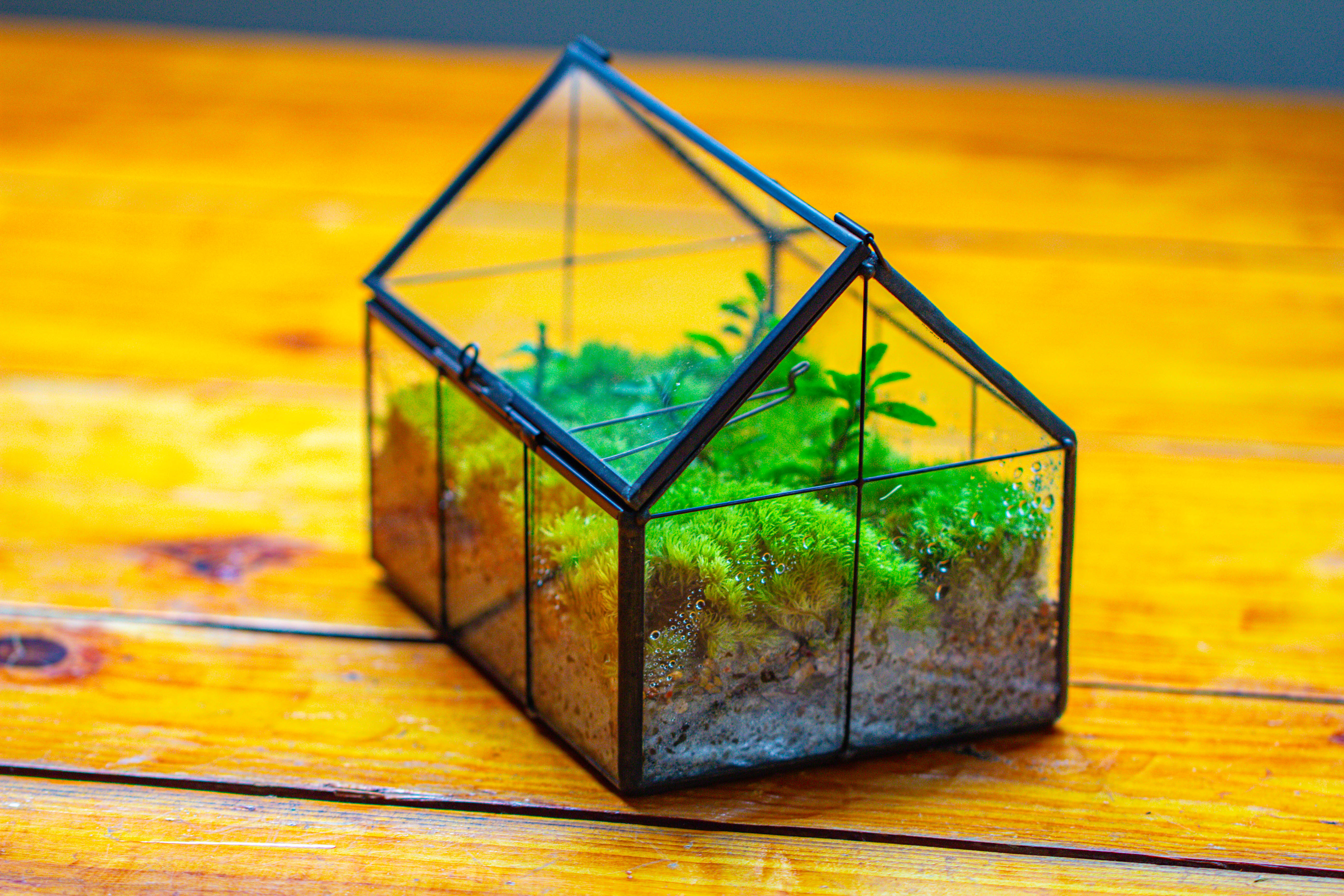 NCYP Mini Glass Terrarium with Lid House Shape Closed Planter Pot for Small Cactus, Succulents Plant - NCYPgarden